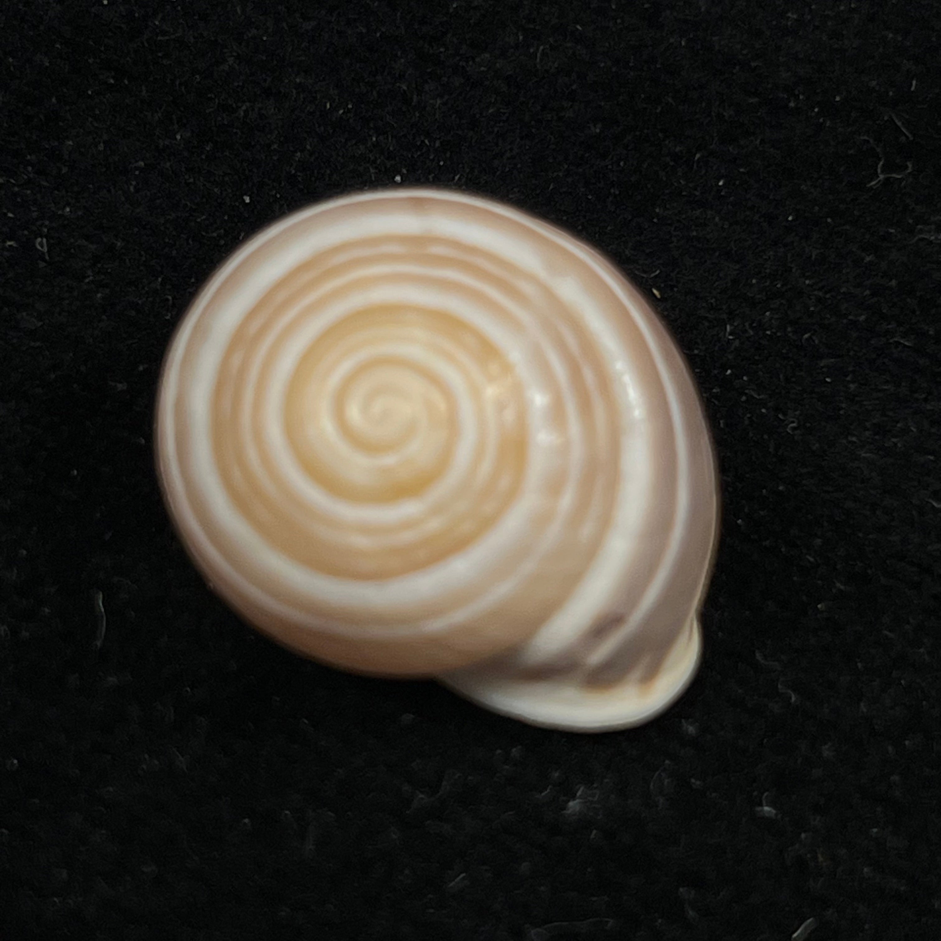 Alabastrina subvanvincquiae (Pallary, 1904) - 23,4mm