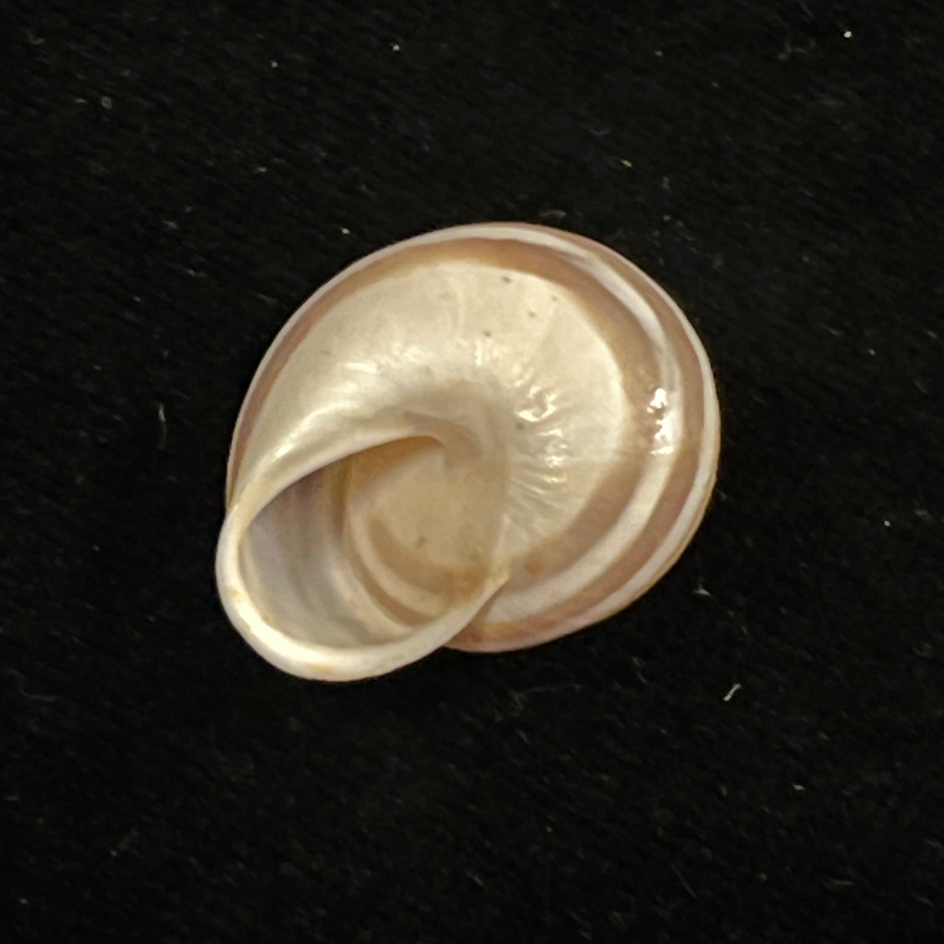 Alabastrina subvanvincquiae (Pallary, 1904) - 23,4mm