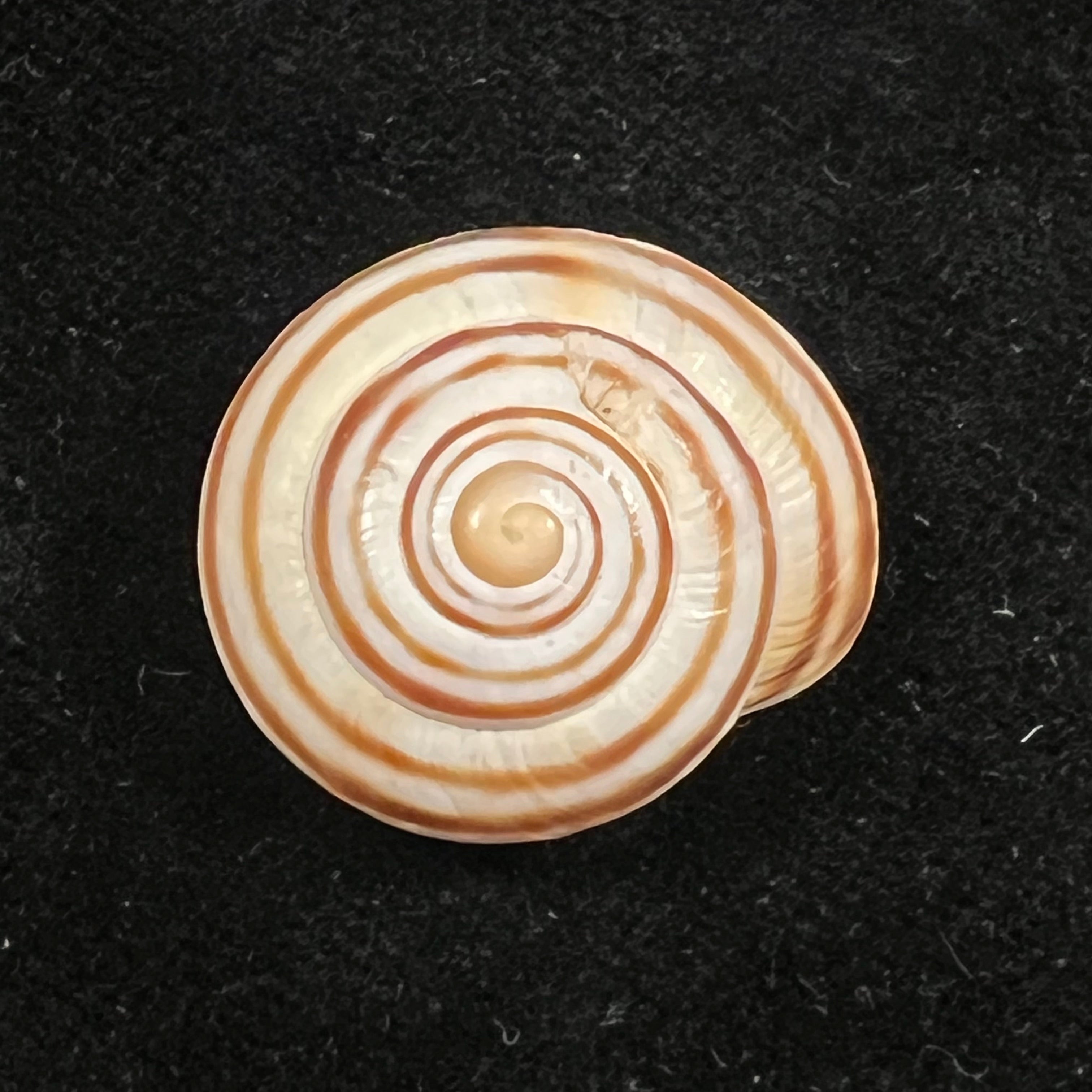 Loxana lechatelieri (Pallary, 1917) - 24,7mm