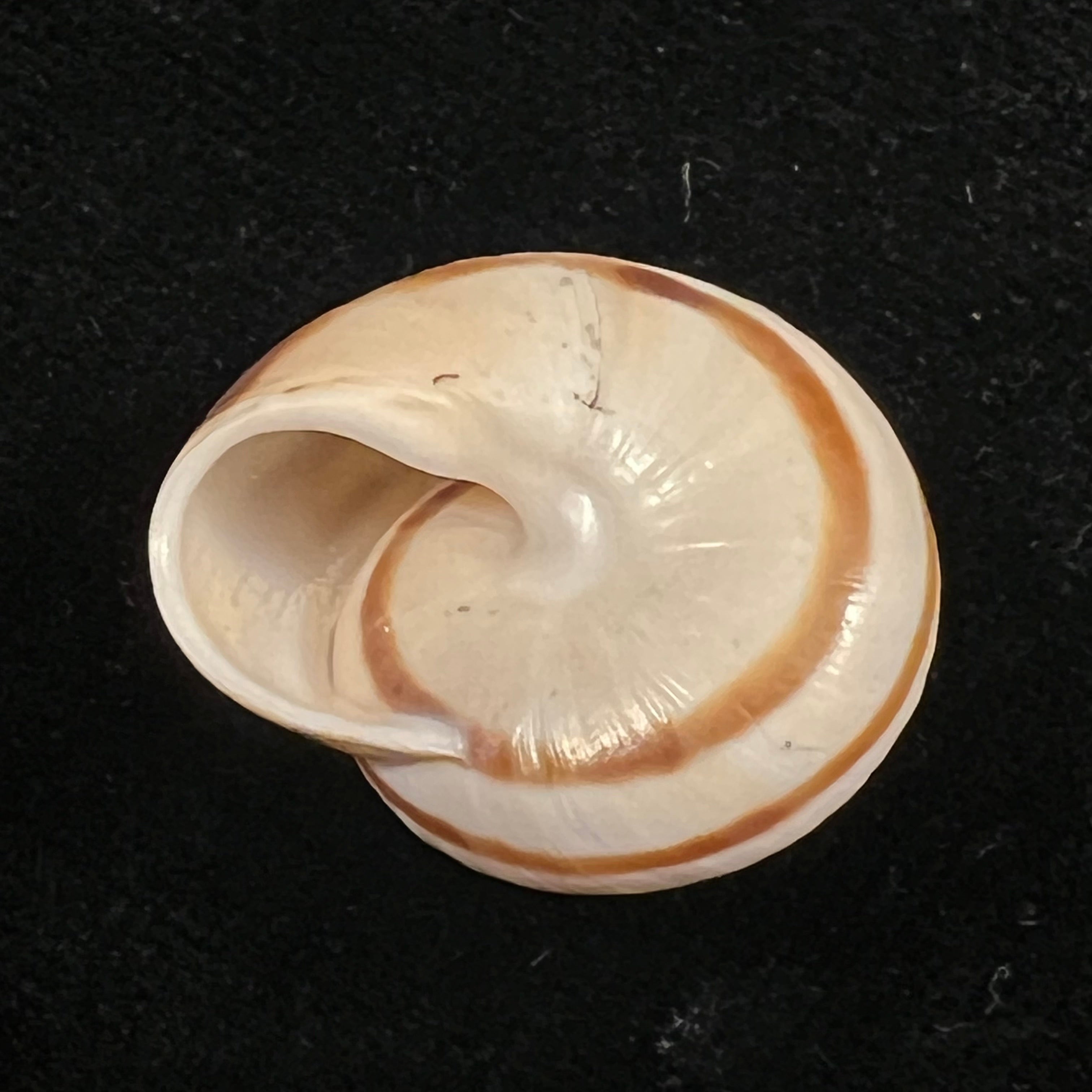 Loxana lechatelieri (Pallary, 1917) - 24,7mm