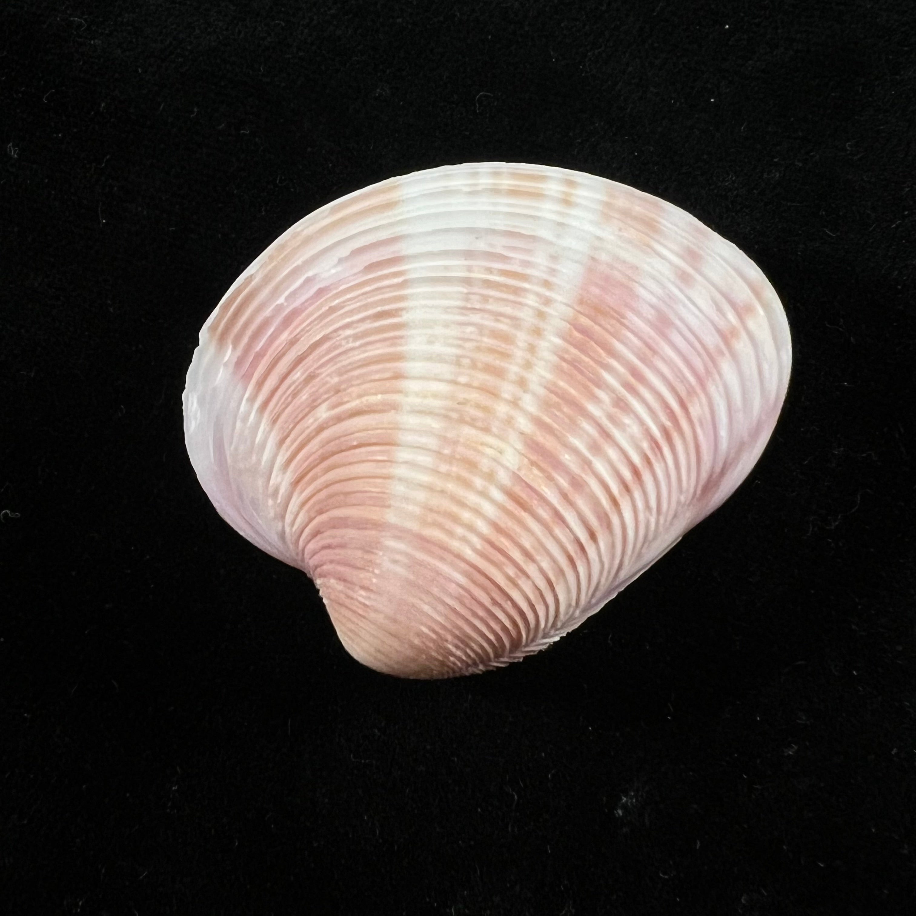 Lamelliconcha circinata (Born, 1778) - 39,6mm