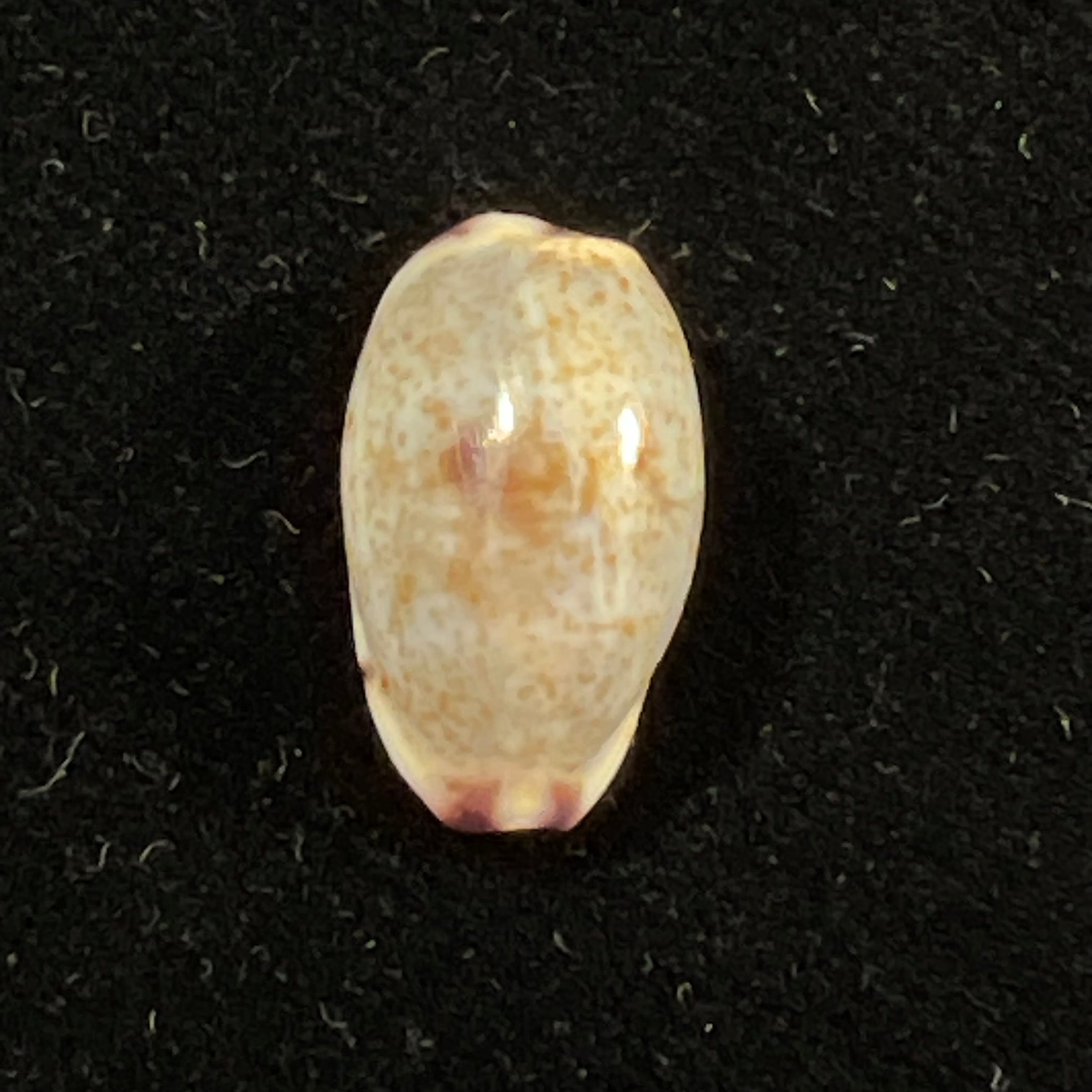 Purpuradusta fimbriada (Gmelin, 1791) - 16,8mm