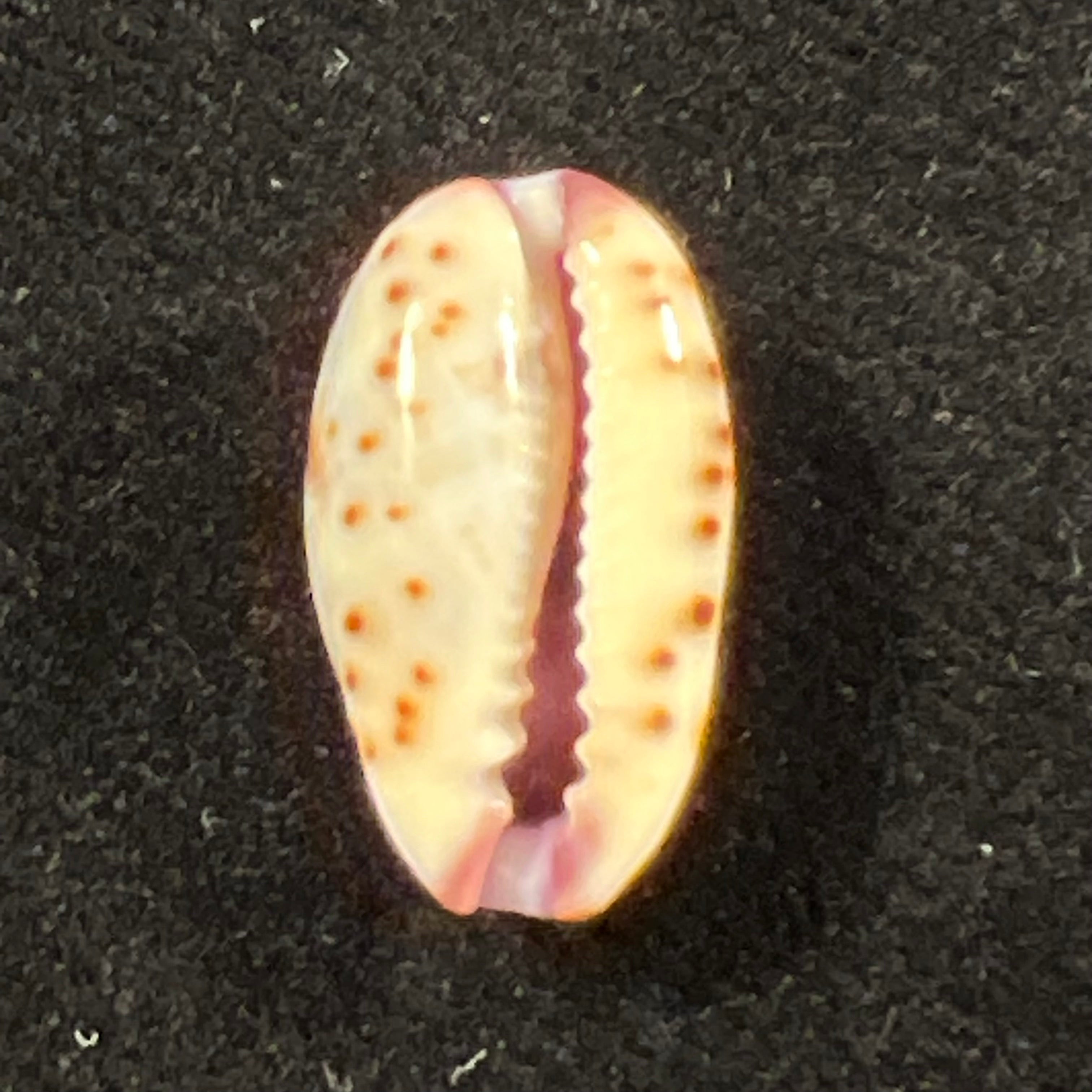 Purpuradusta fimbriada (Gmelin, 1791) - 16,8mm