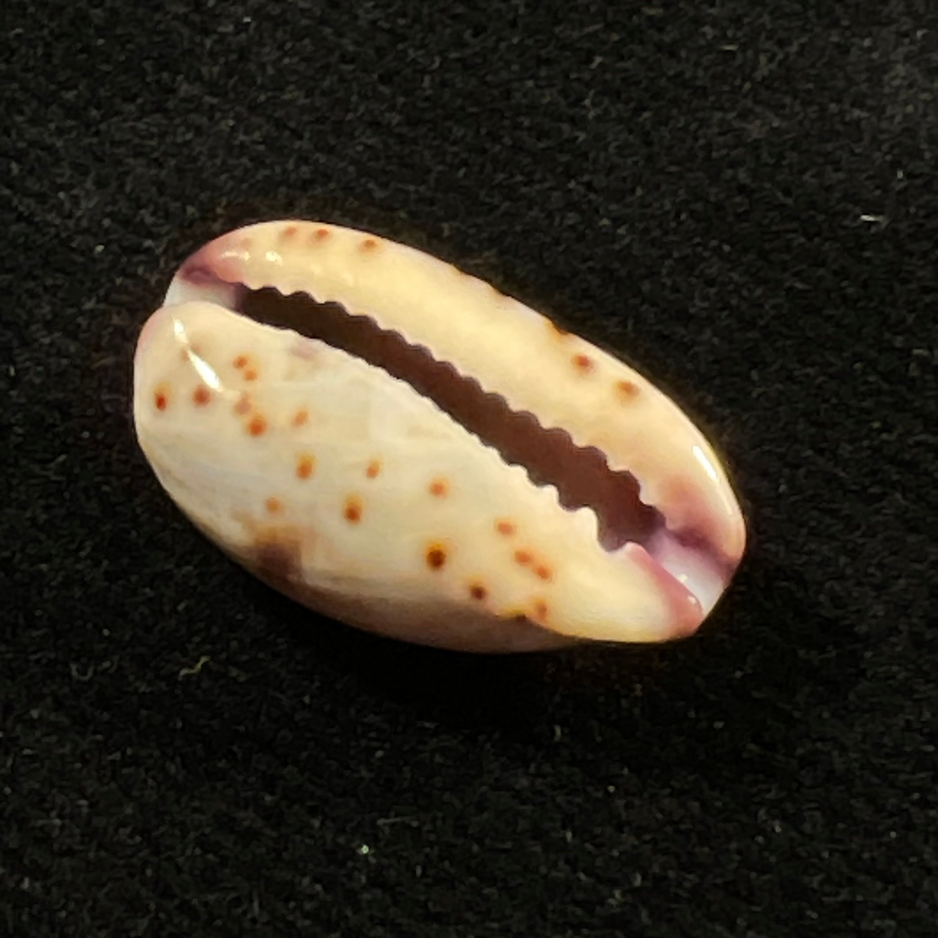 Purpuradusta fimbriata (Gmelin, 1791) - 16,8mm