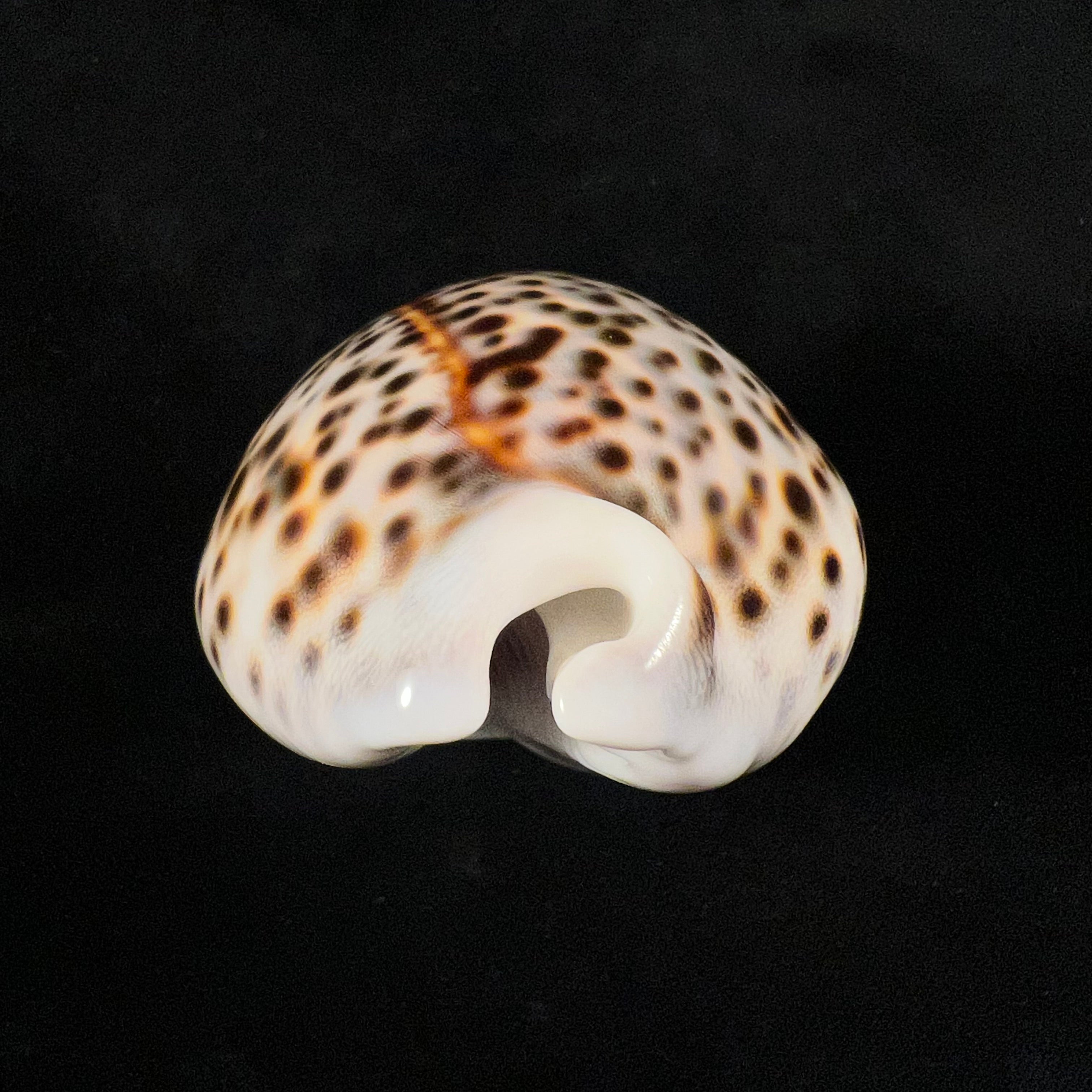 Cypraea tigris Linnaeus, 1758 - 88,2mm