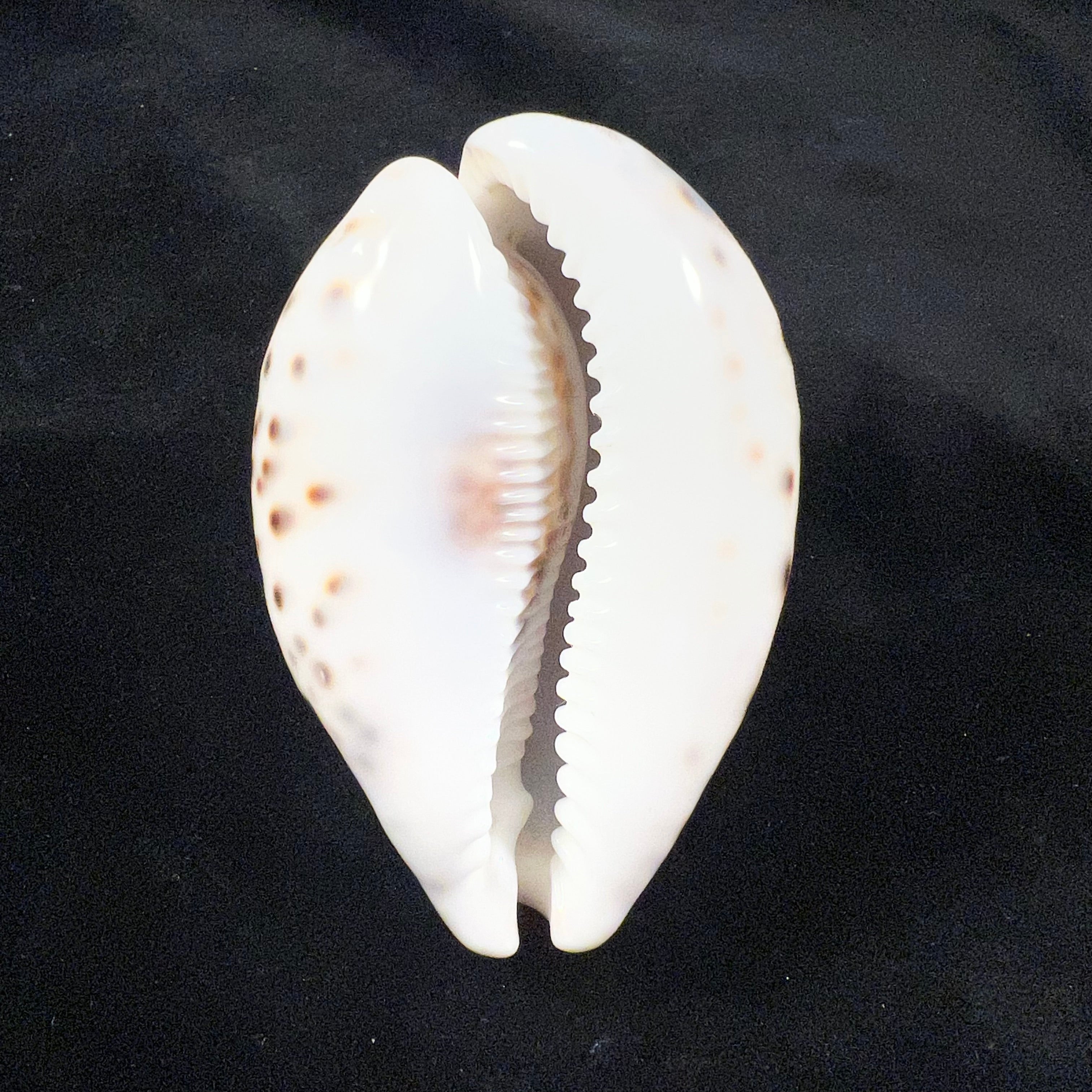 Cypraea tigris Linnaeus, 1758 - 88,2mm