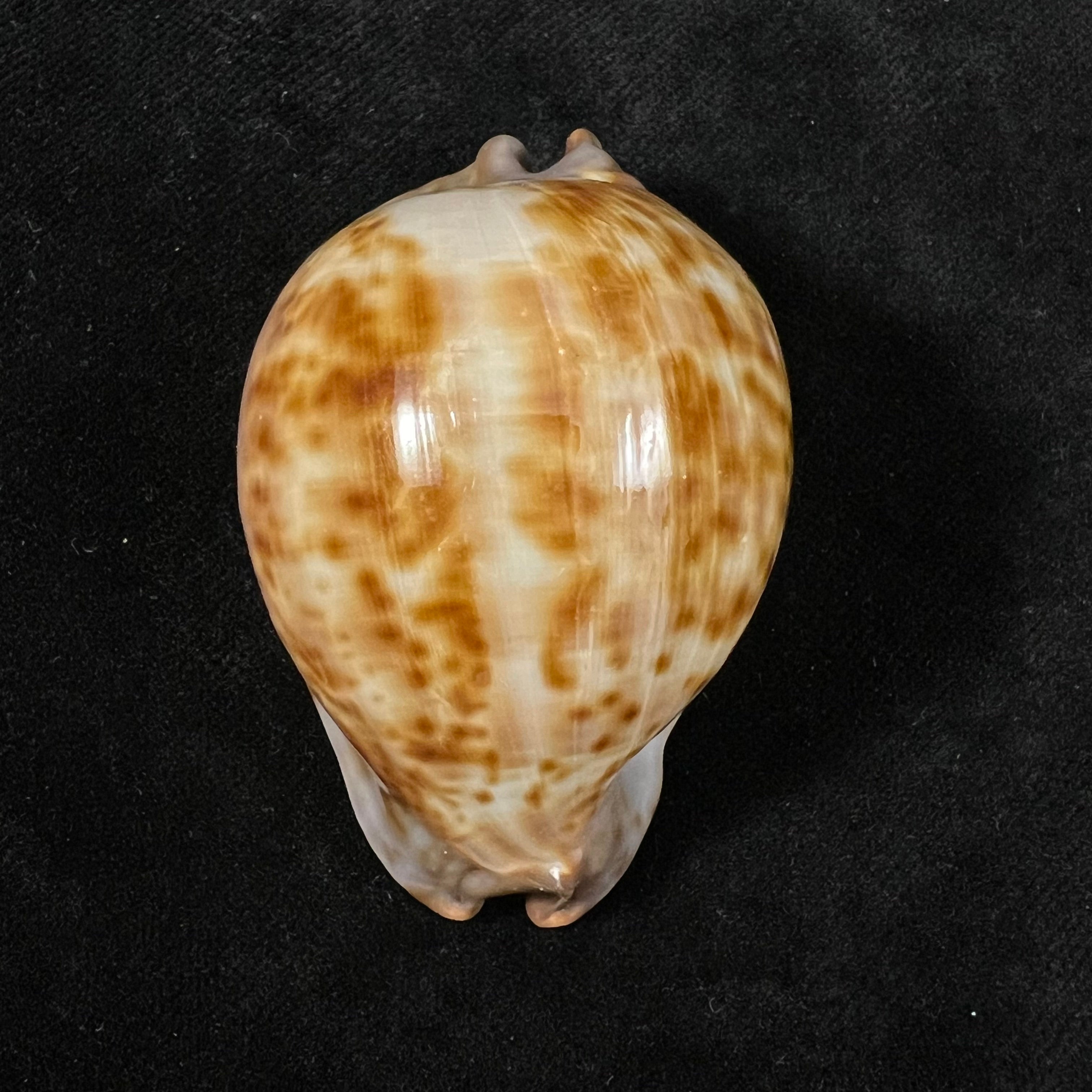 Trona stercoraria stercoraria Linnaeus, 1758 - 57,1mm