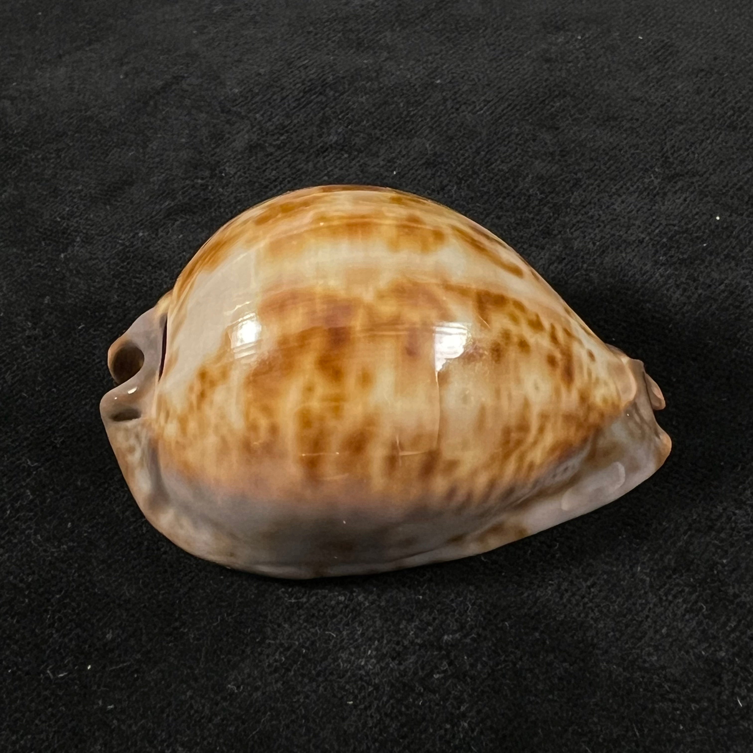 Trona stercoraria stercoraria Linnaeus, 1758 - 57,1mm