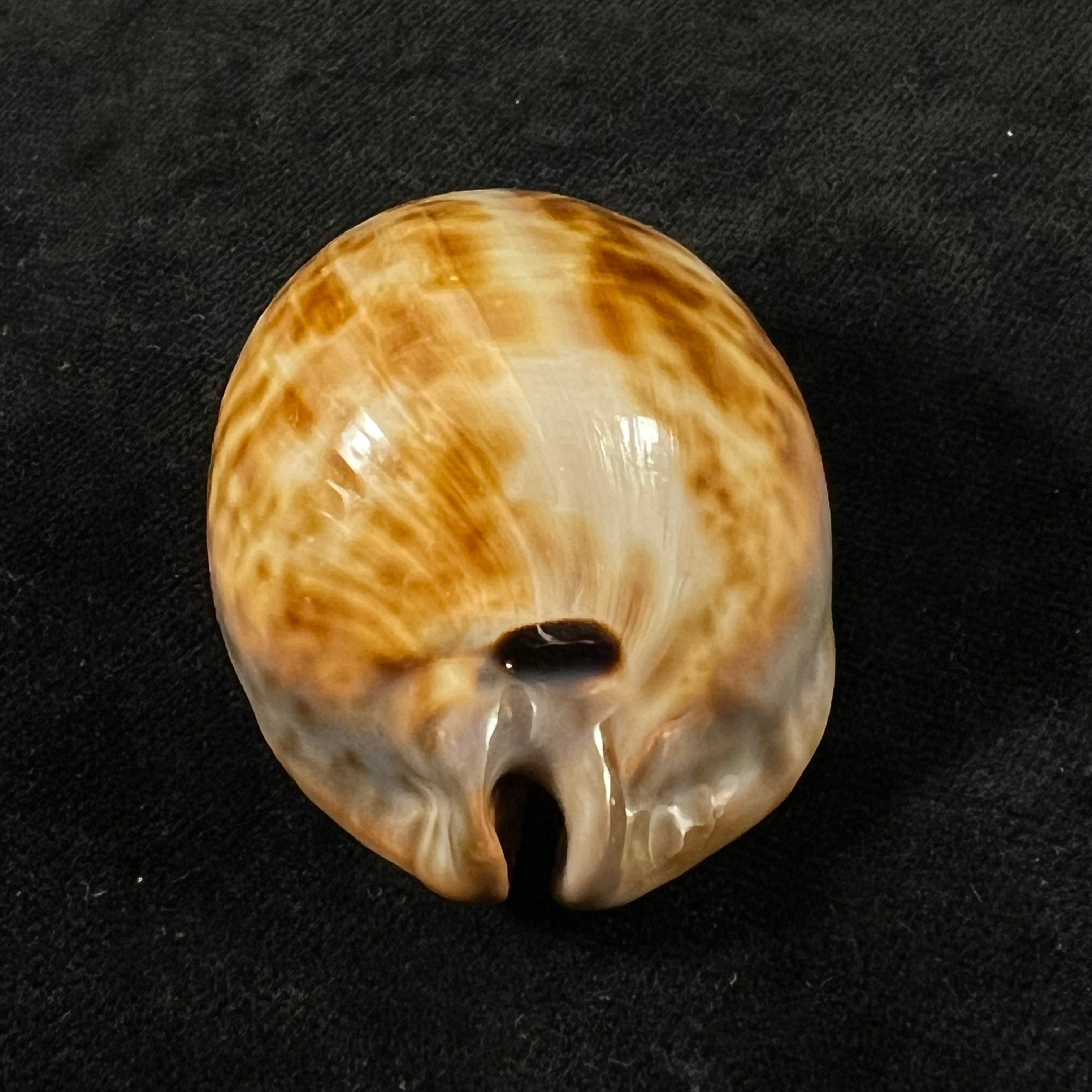 Trona stercoraria stercoraria Linnaeus, 1758 - 57,1mm