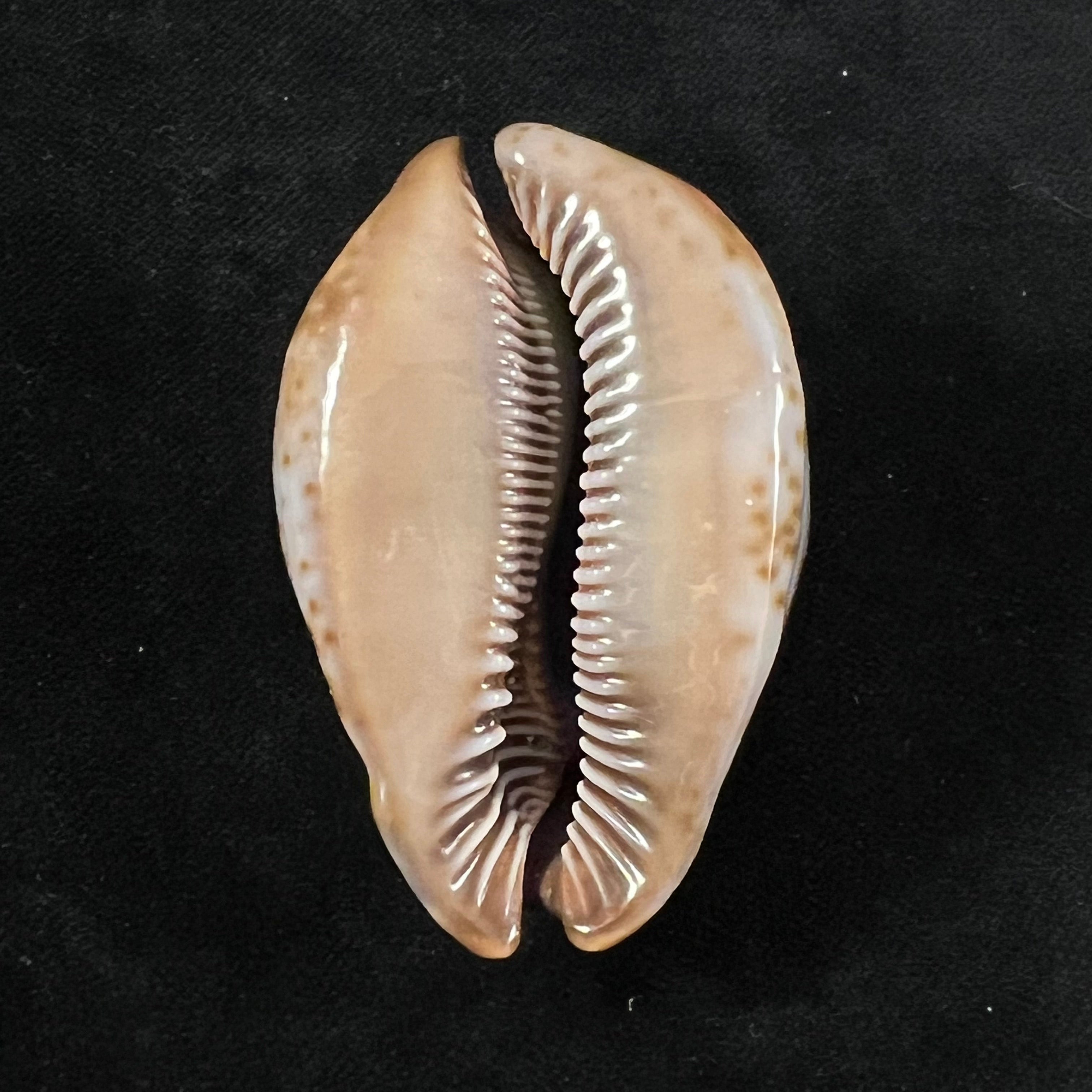 Trona stercoraria stercoraria Linnaeus, 1758 - 57,1mm