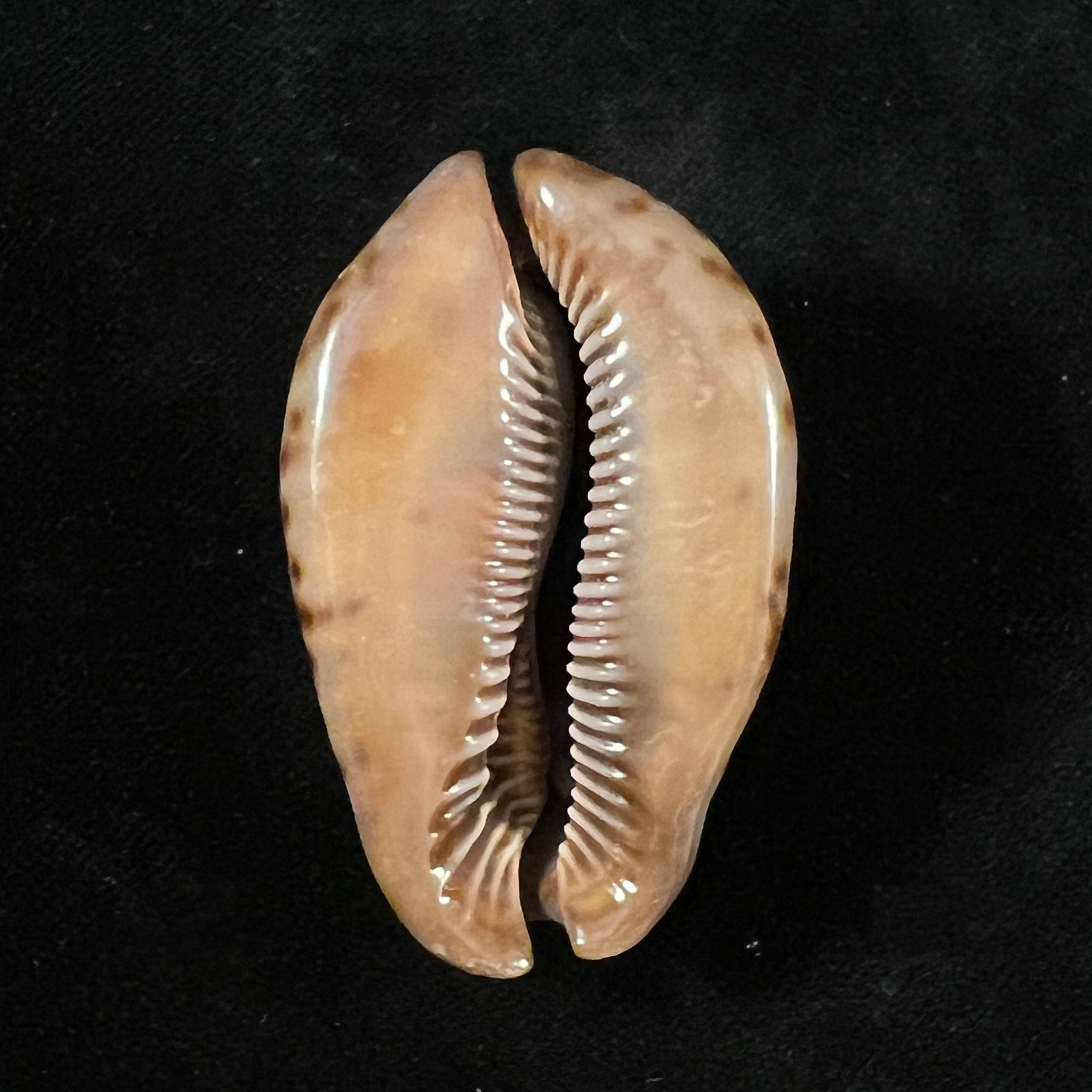 Trona stercoraria stercoraria Linnaeus, 1758 - 53mm