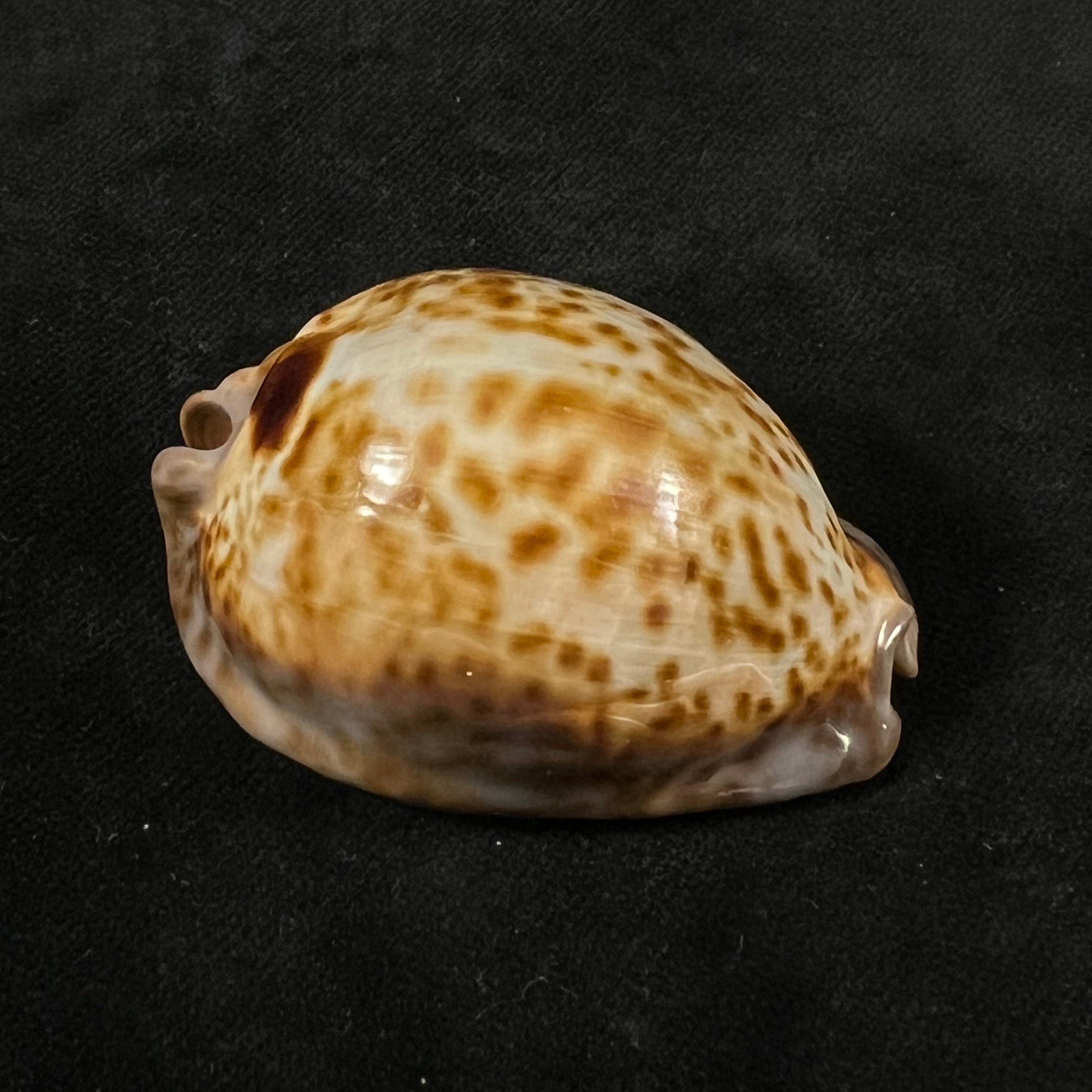 Trona stercoraria stercoraria Linnaeus, 1758 - 56mm