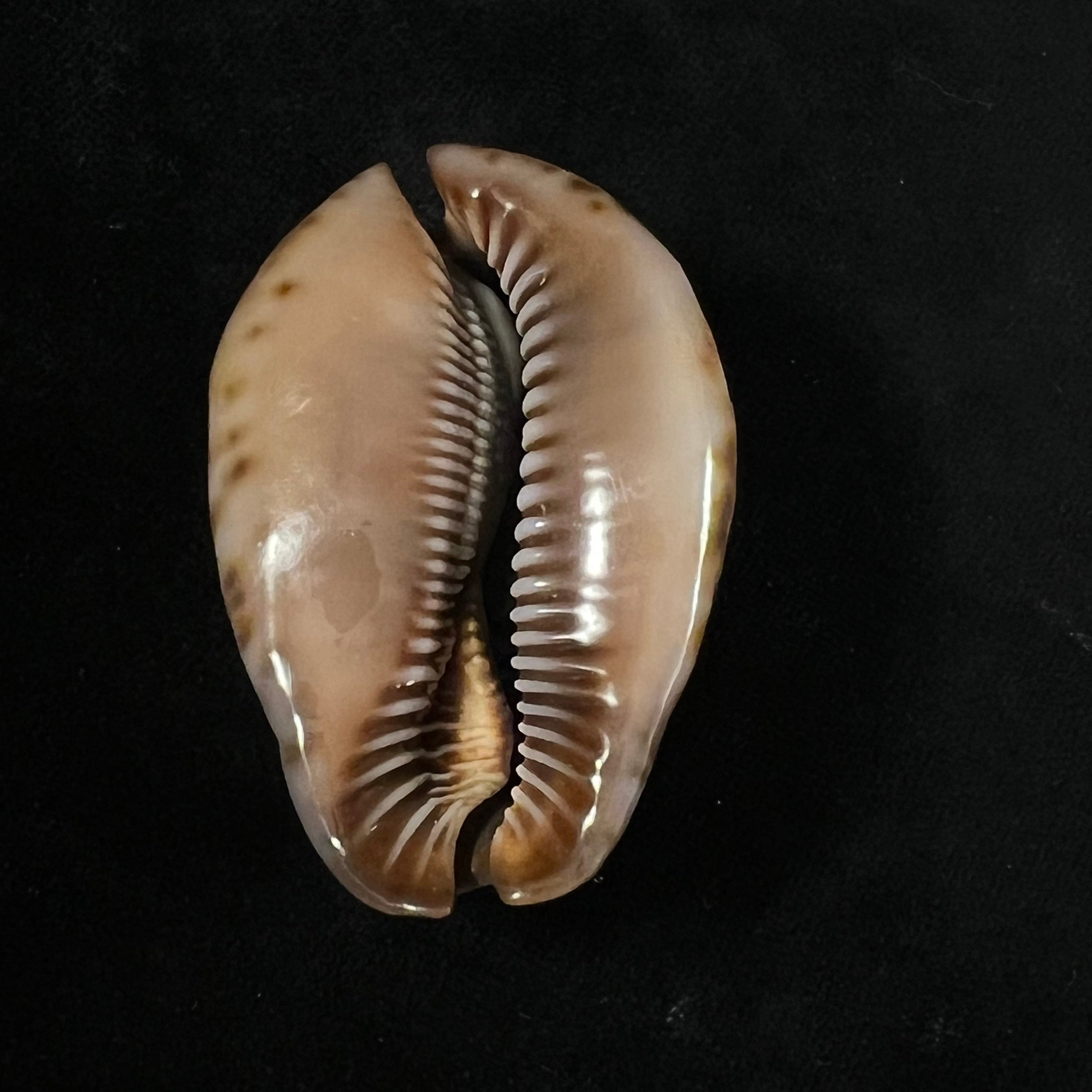 Trona stercoraria stercoraria Linnaeus, 1758 - 56mm