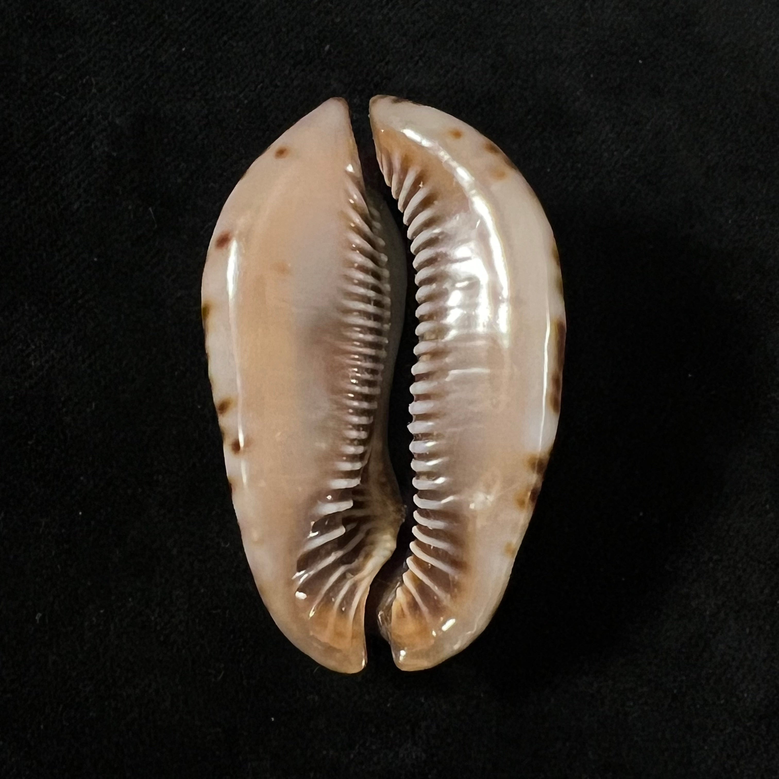 Trona stercoraria stercoraria Linnaeus, 1758 - 49,7mm