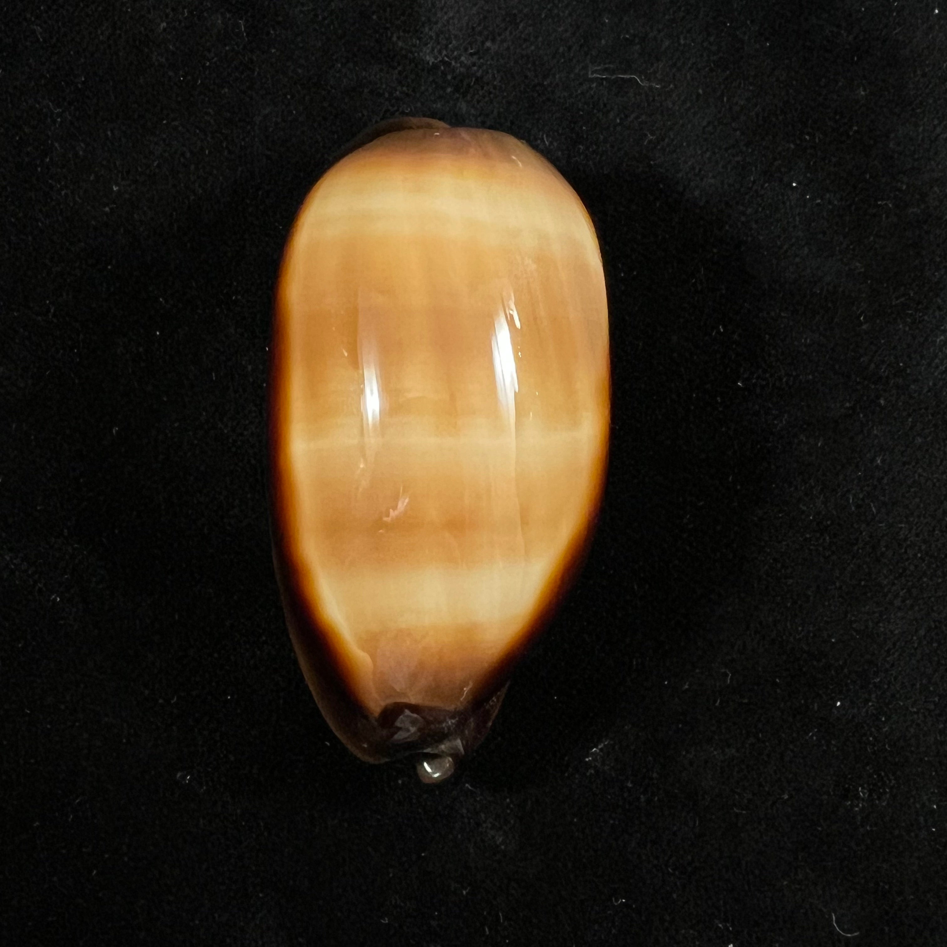 Talparia talpa talpa (Linnaeus, 1758) - 60,8mm