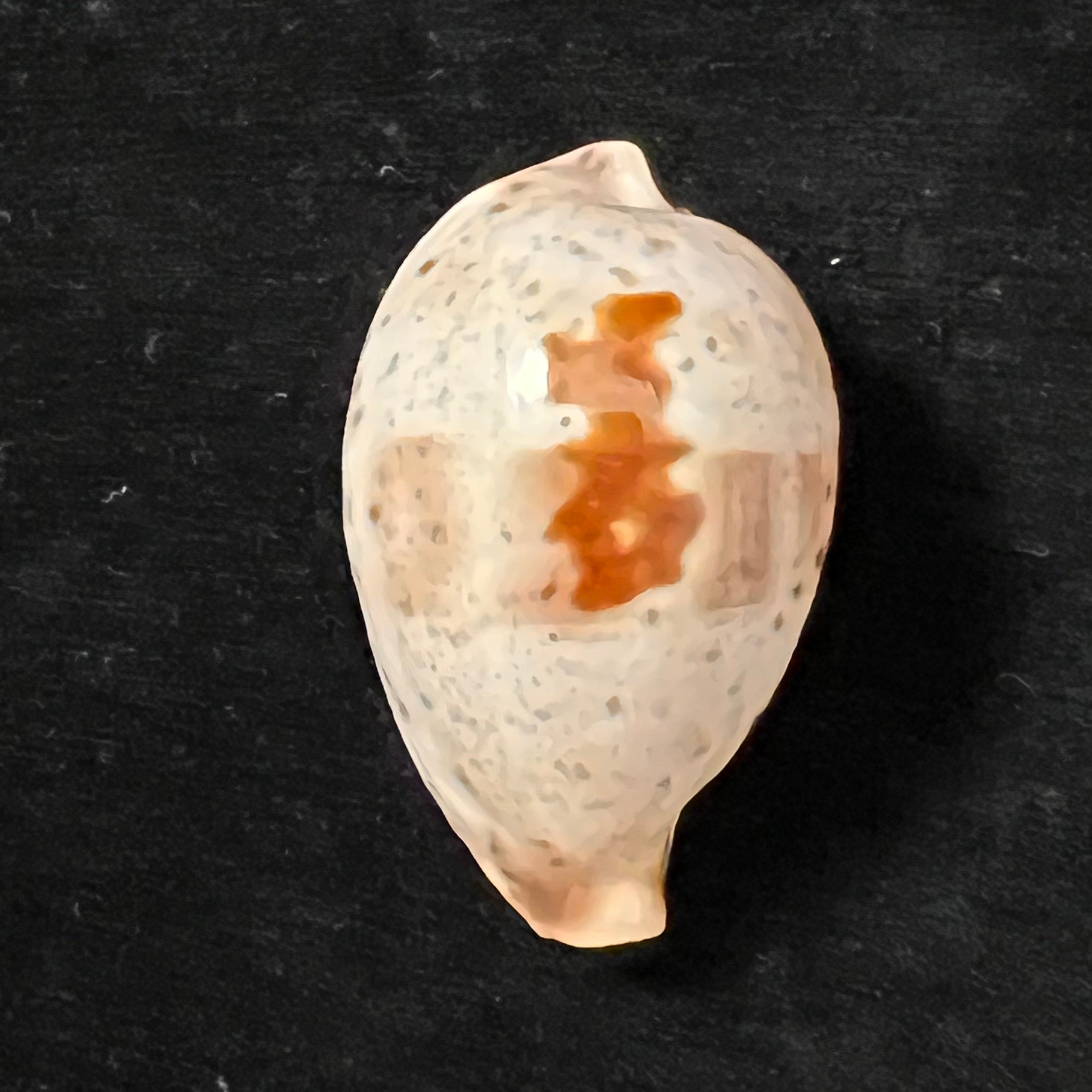 Ficadusta pulchella pericalles (Melvill & Standen, 1904) - 28,6mm