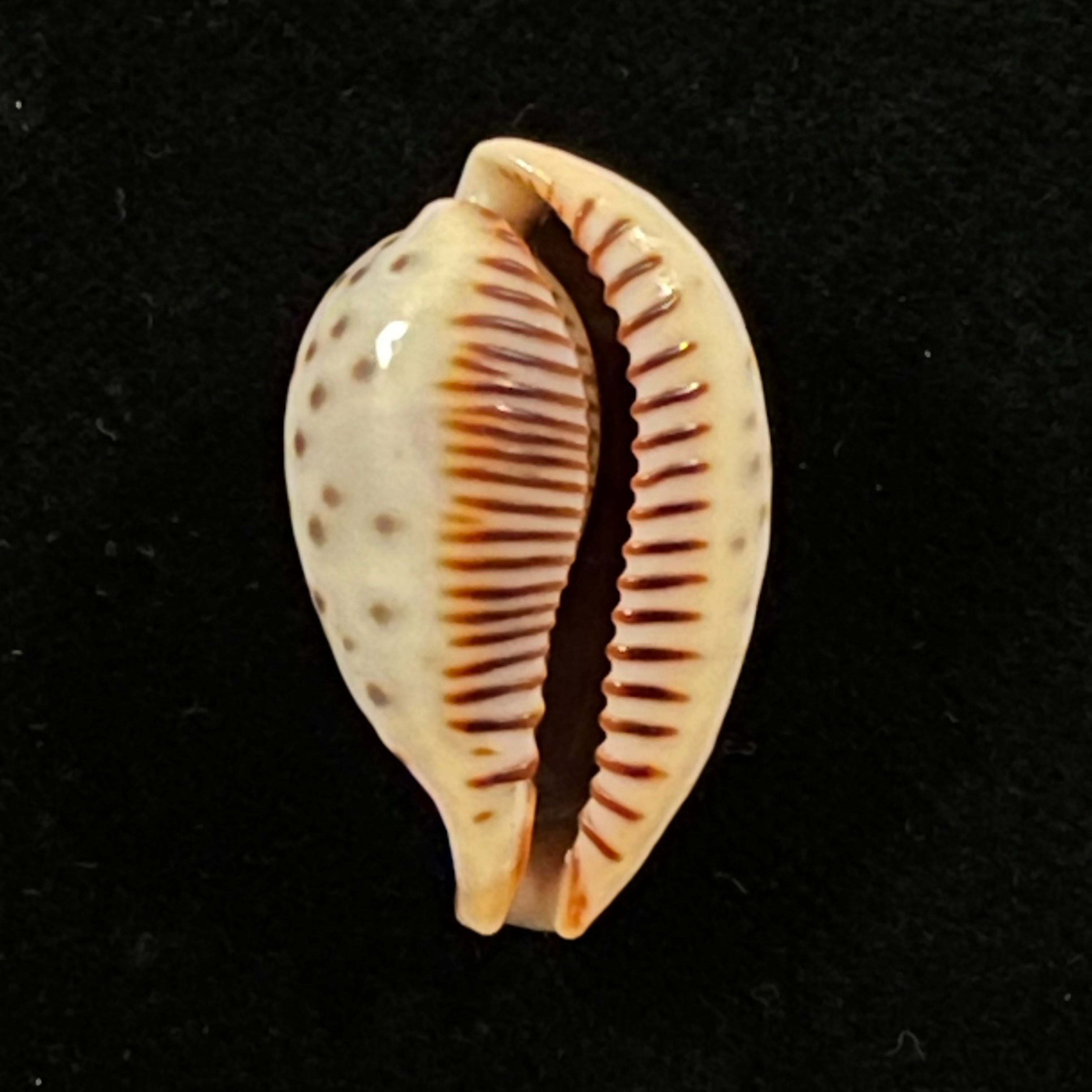 Ficadusta pulchella pericalles (Melvill & Standen, 1904) - 28,6mm