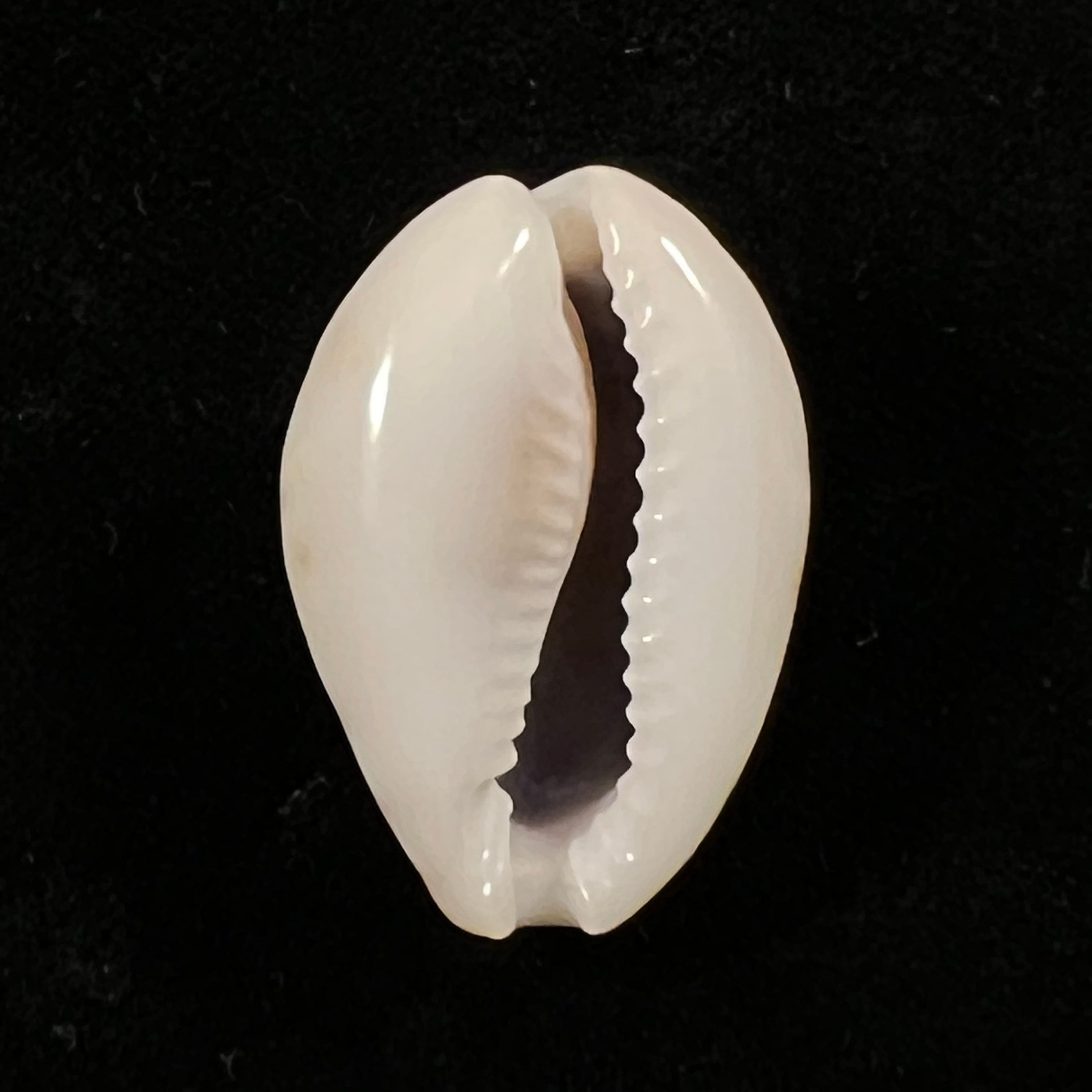 Erosaria lamarckii redimita (Melvill, 1888) - 29,8mm