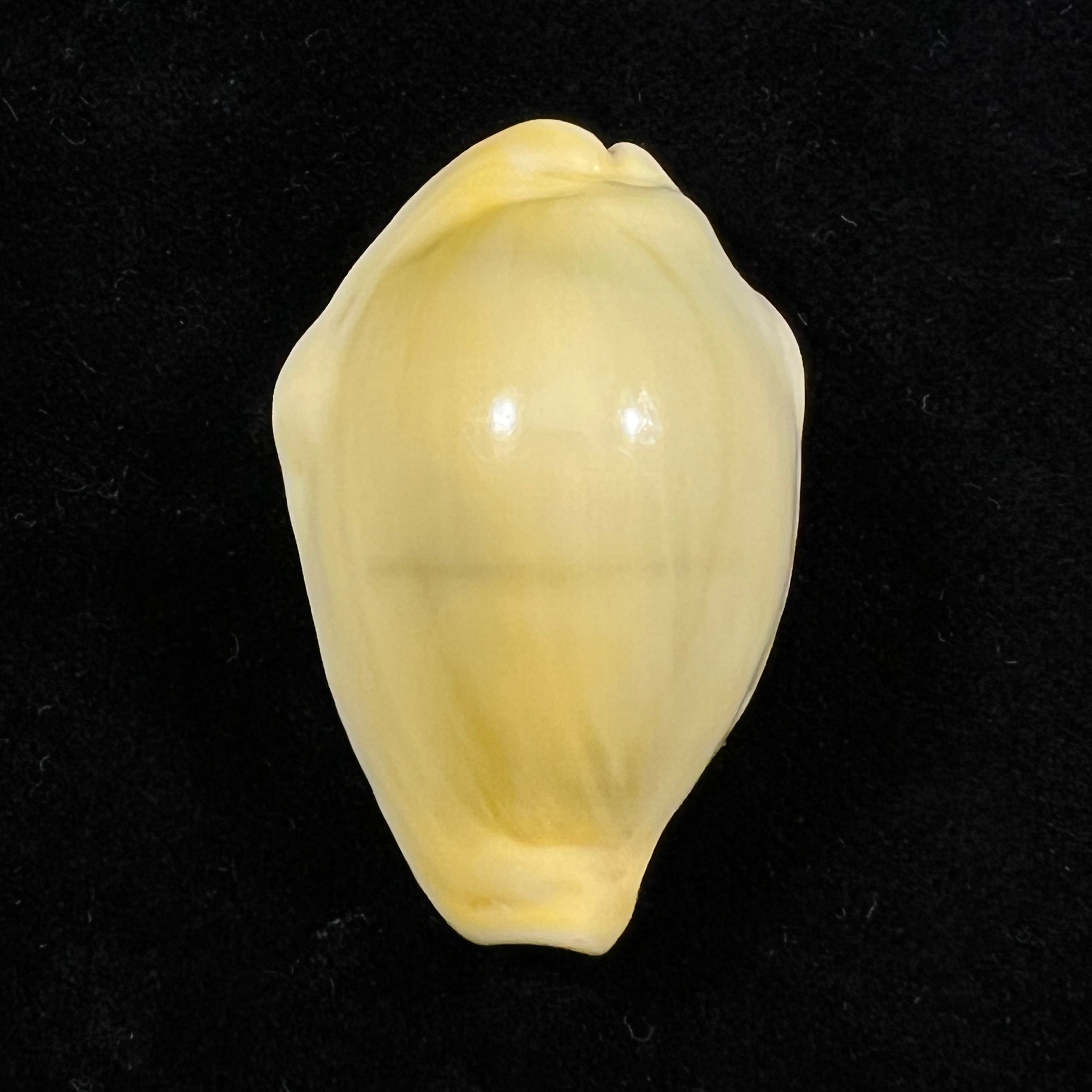 Monetaria moneta (Linnaeus, 1758) - 38,1mm