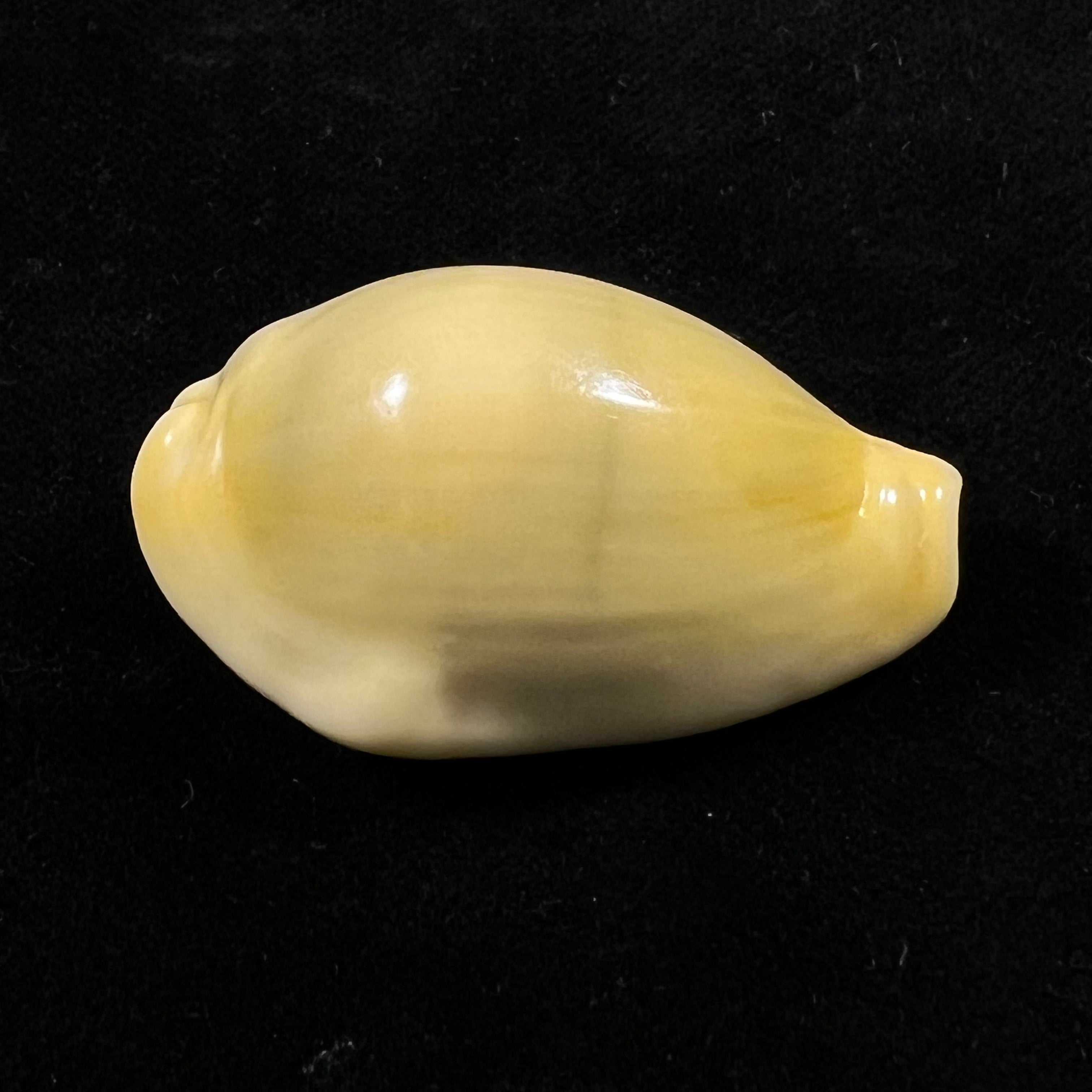 Monetaria moneta (Linnaeus, 1758) - 38,1mm