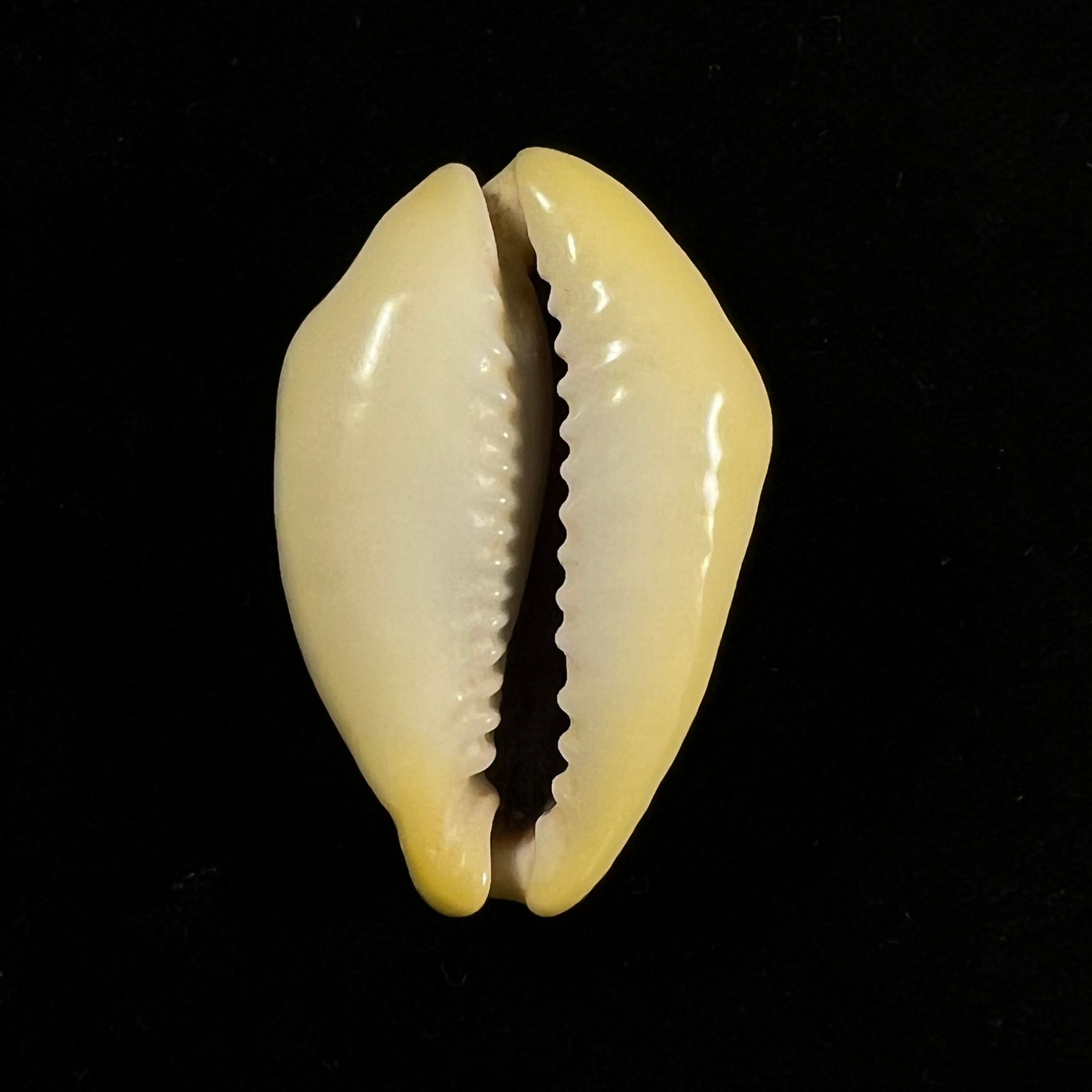 Monetaria moneta (Linnaeus, 1758) - 38,1mm