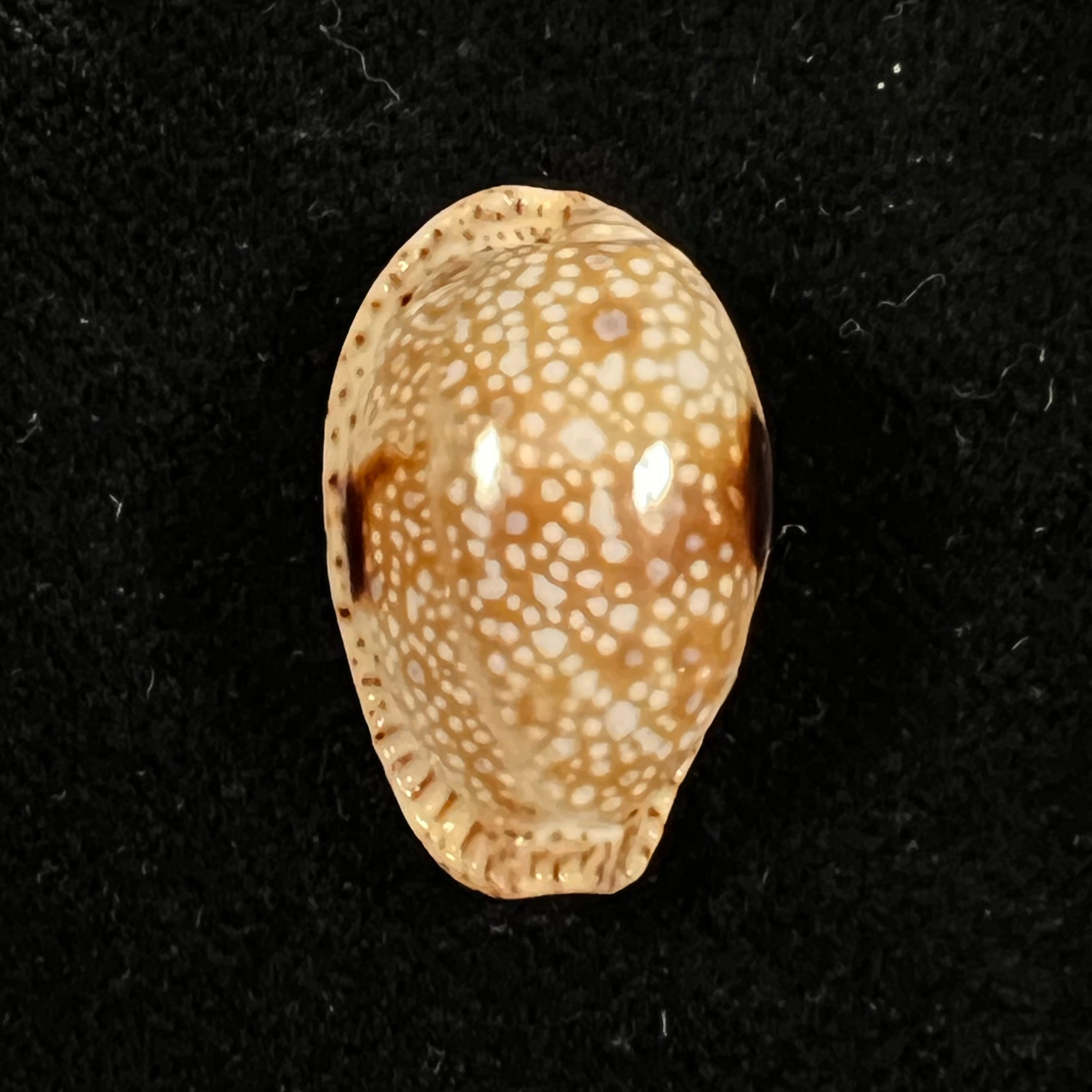 Naria nebrites (Melvill, 1888) - 22,2mm