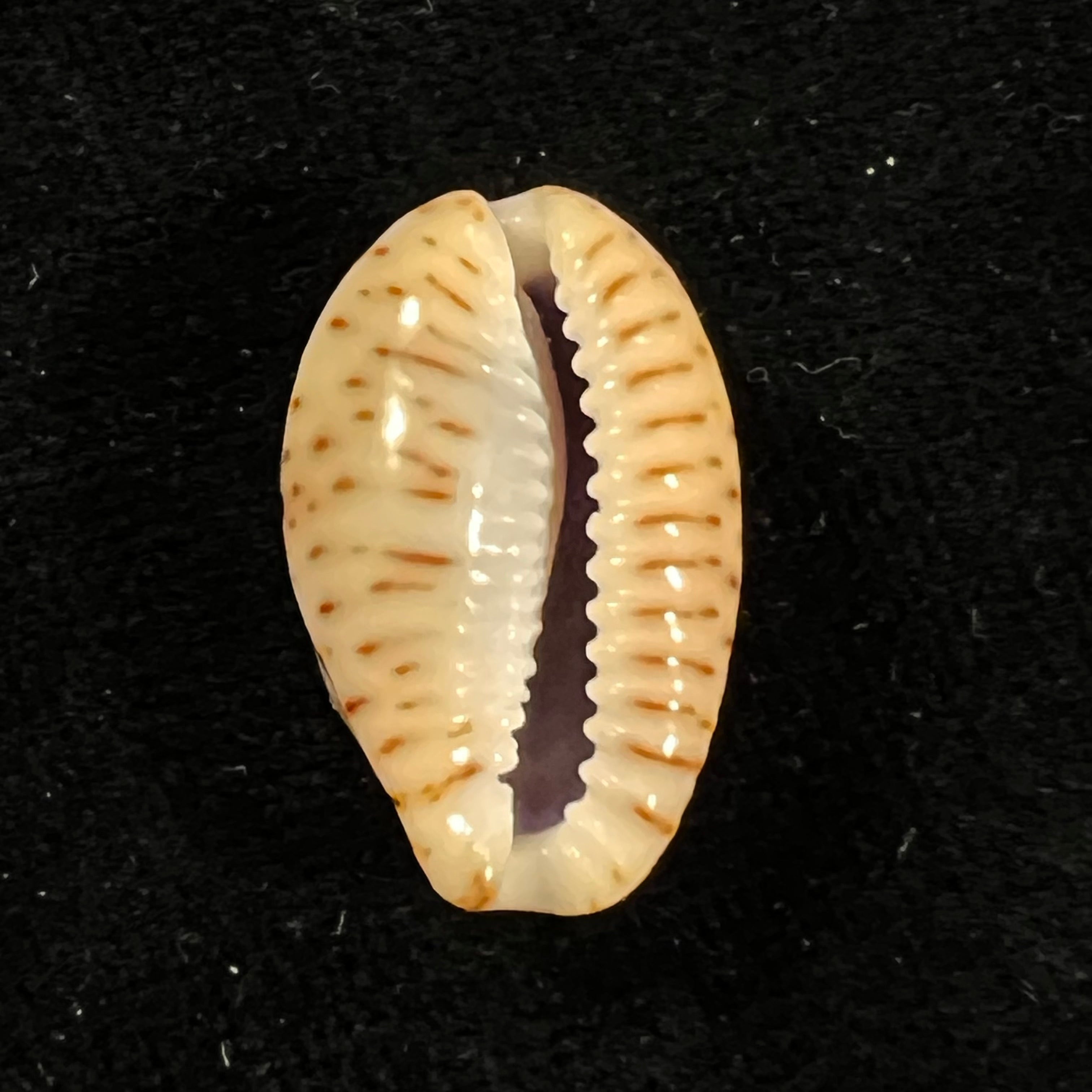 Naria nebrites (Melvill, 1888) - 22,2mm