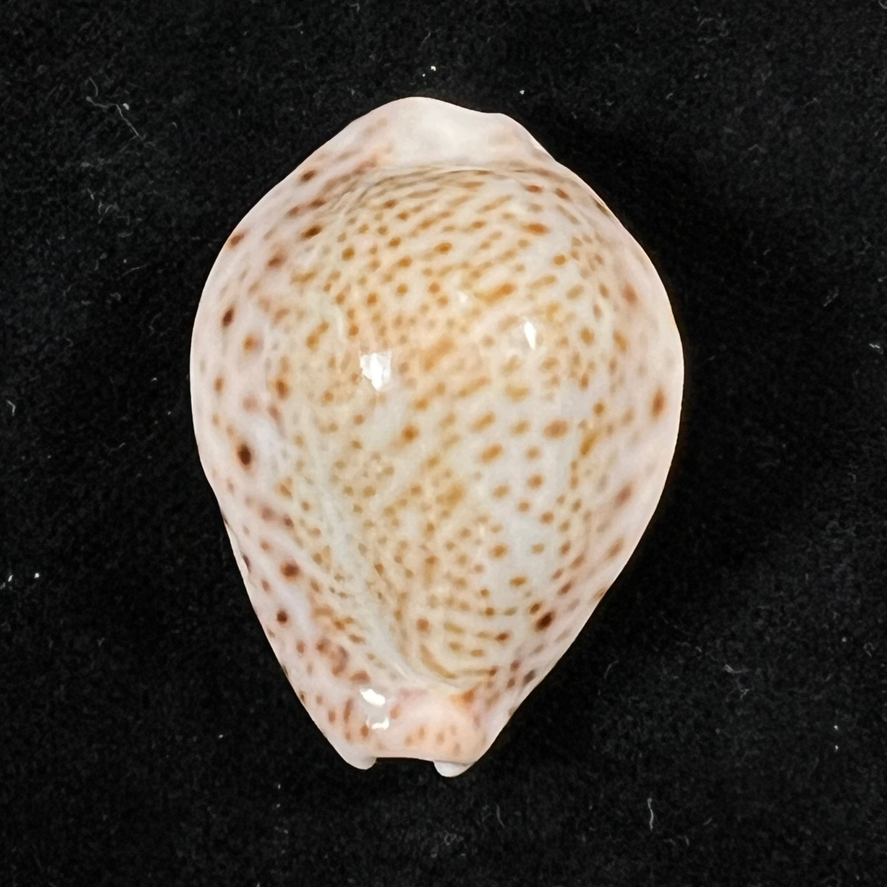 Erosaria turdus winckworthi F. A. Schilder & M. Schilder, 1938 - 34,2mm