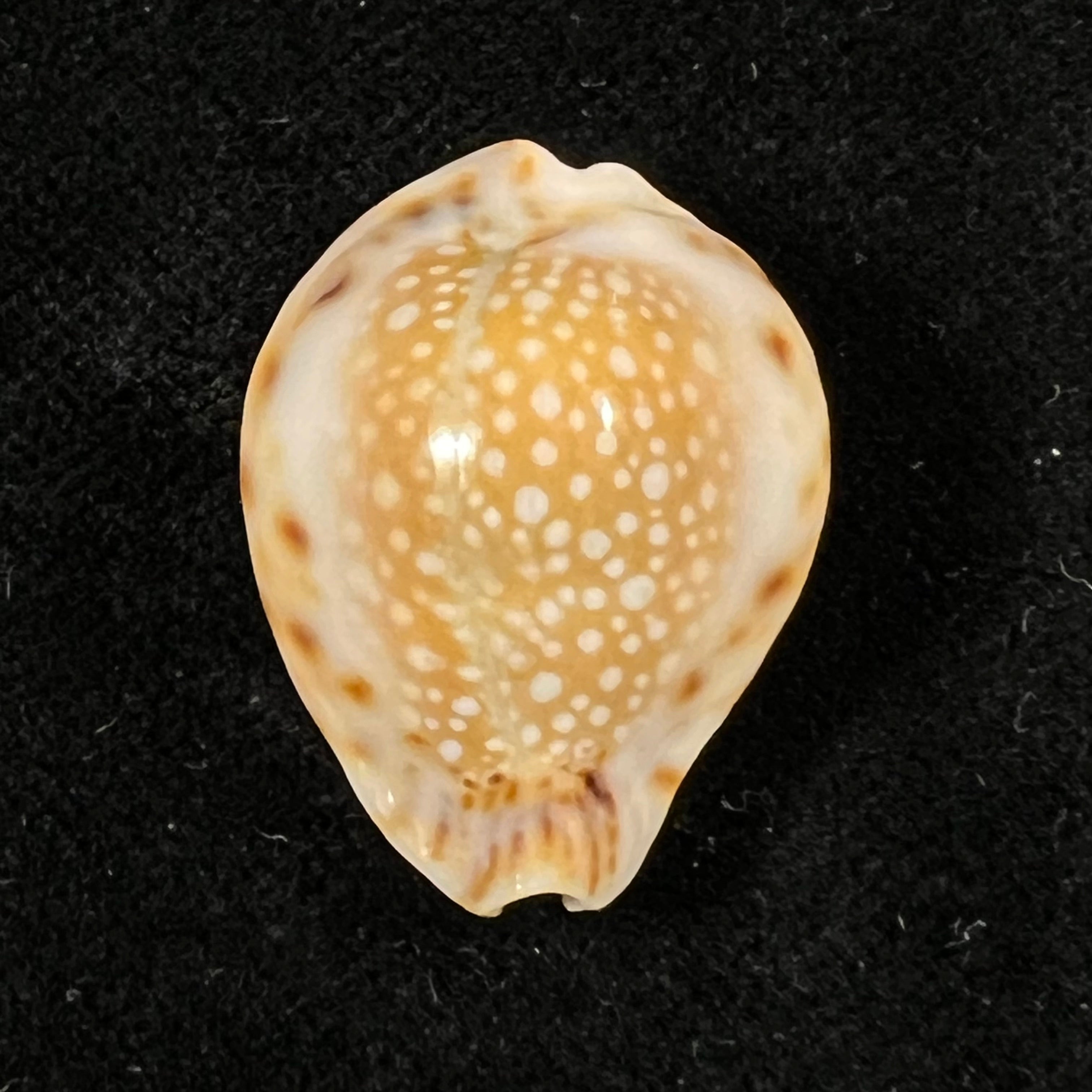 Erosaria lamarckii redimita (Melvill, 1888) - 25,4mm