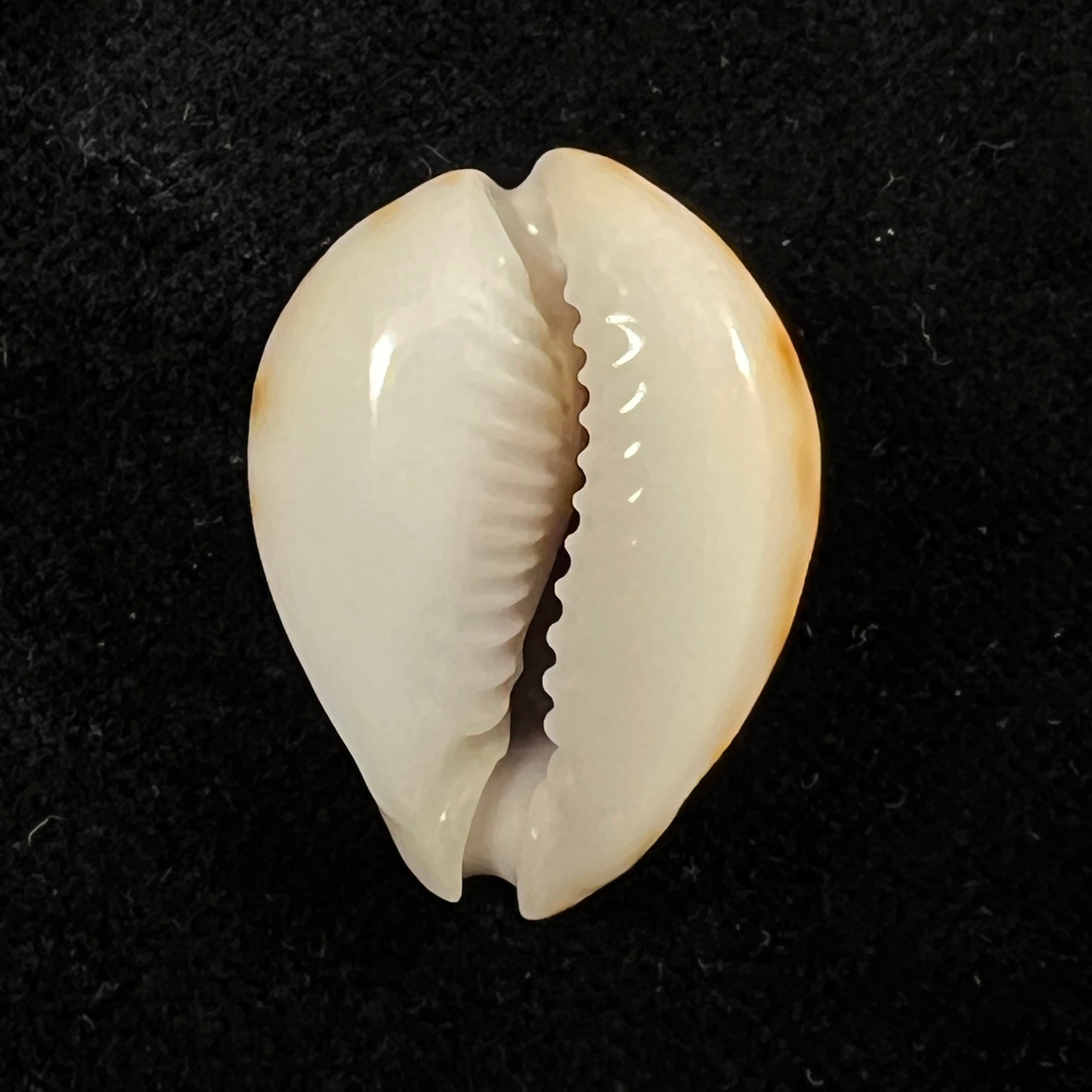 Erosaria lamarckii redimita (Melvill, 1888) - 25,4mm