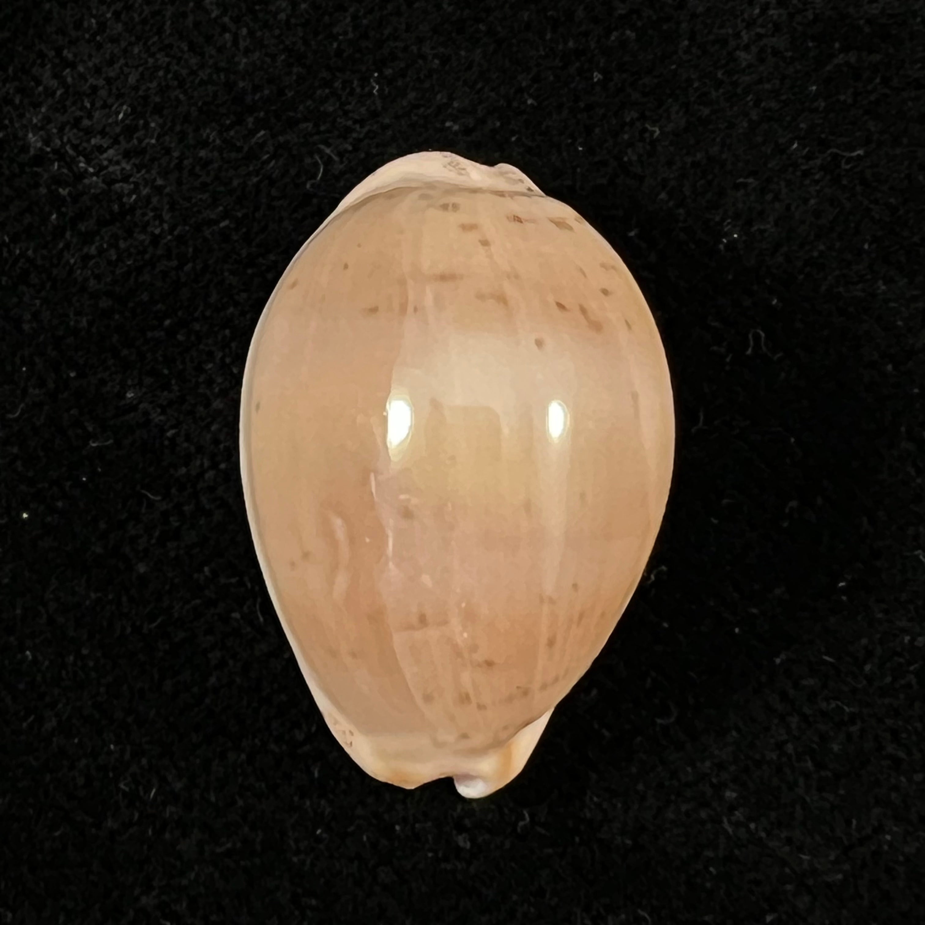 Luria cinerea brasiliensis Lorenz & Hubert, 1993 - 27,1mm