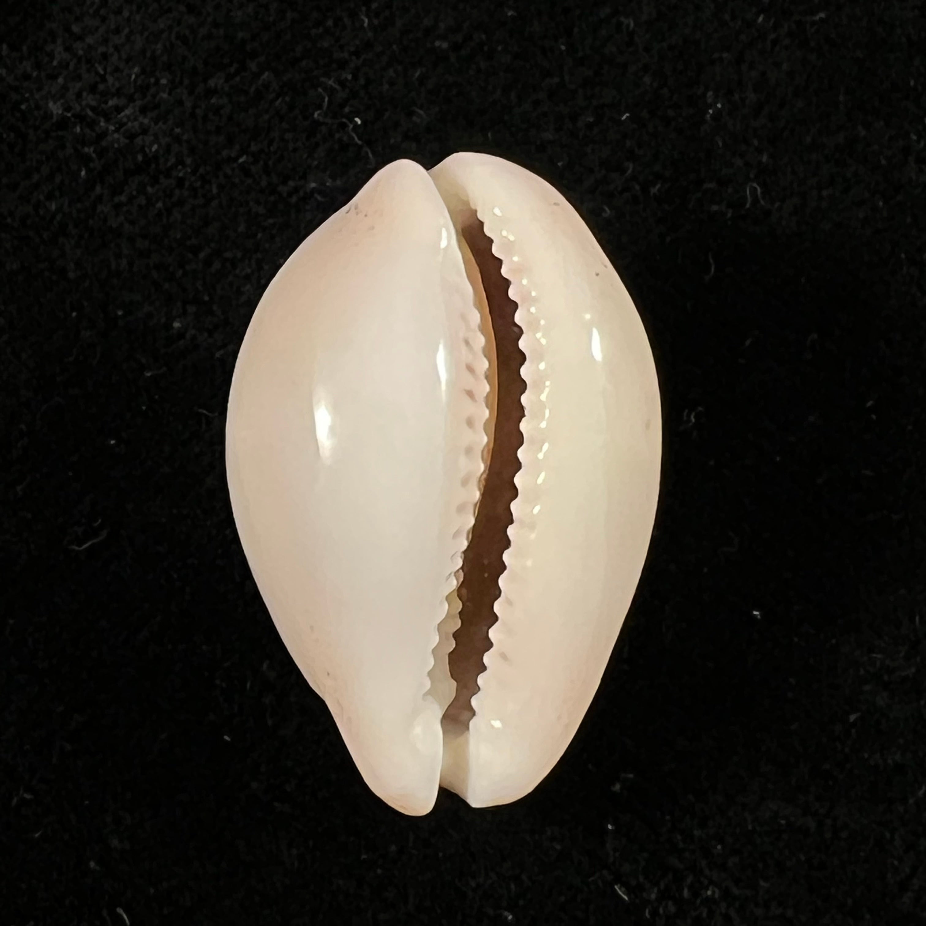 Luria cinerea brasiliensis Lorenz & Hubert, 1993 - 27,1mm