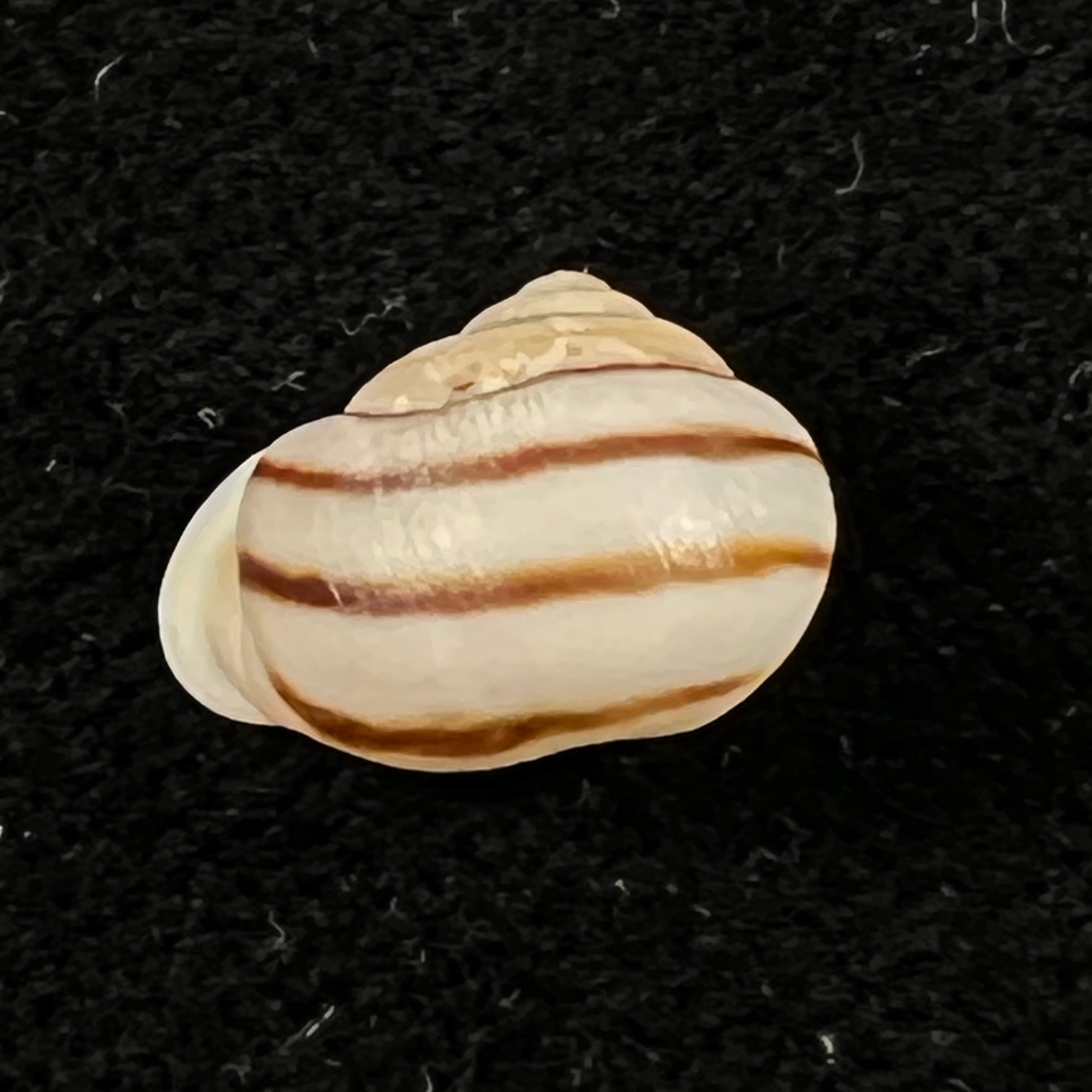Tomigerus pilsbry Baker, 1913 - 11,8mm