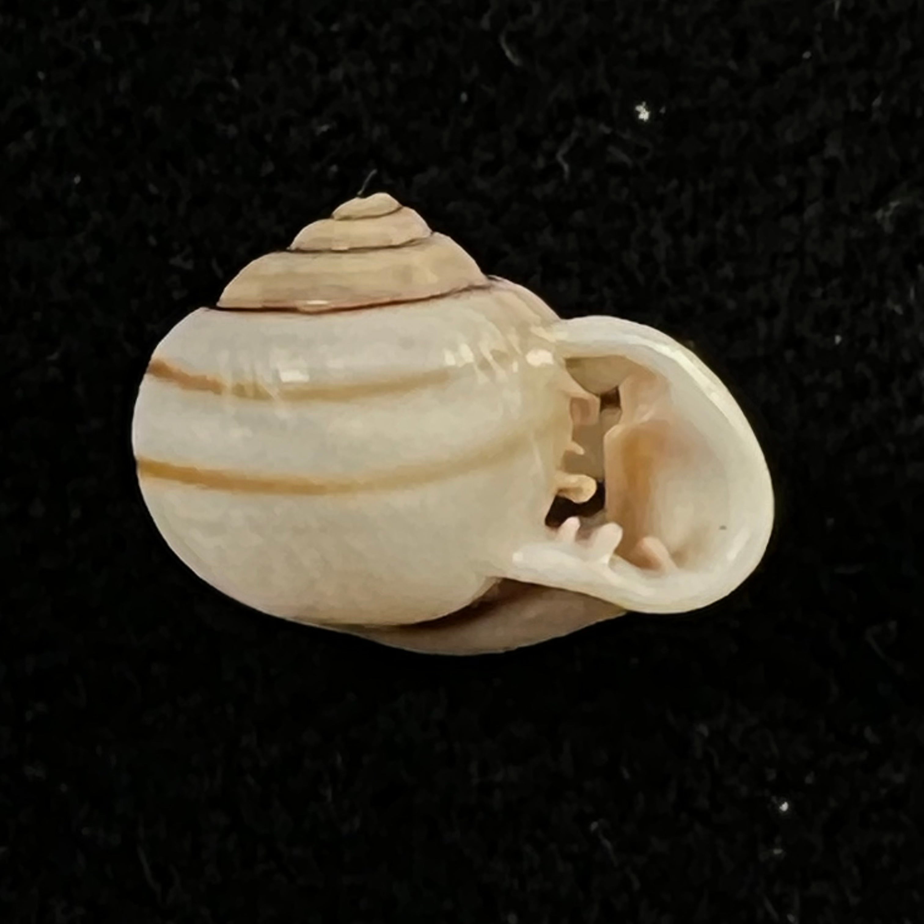 Tomigerus pilsbry Baker, 1913 - 11,8mm