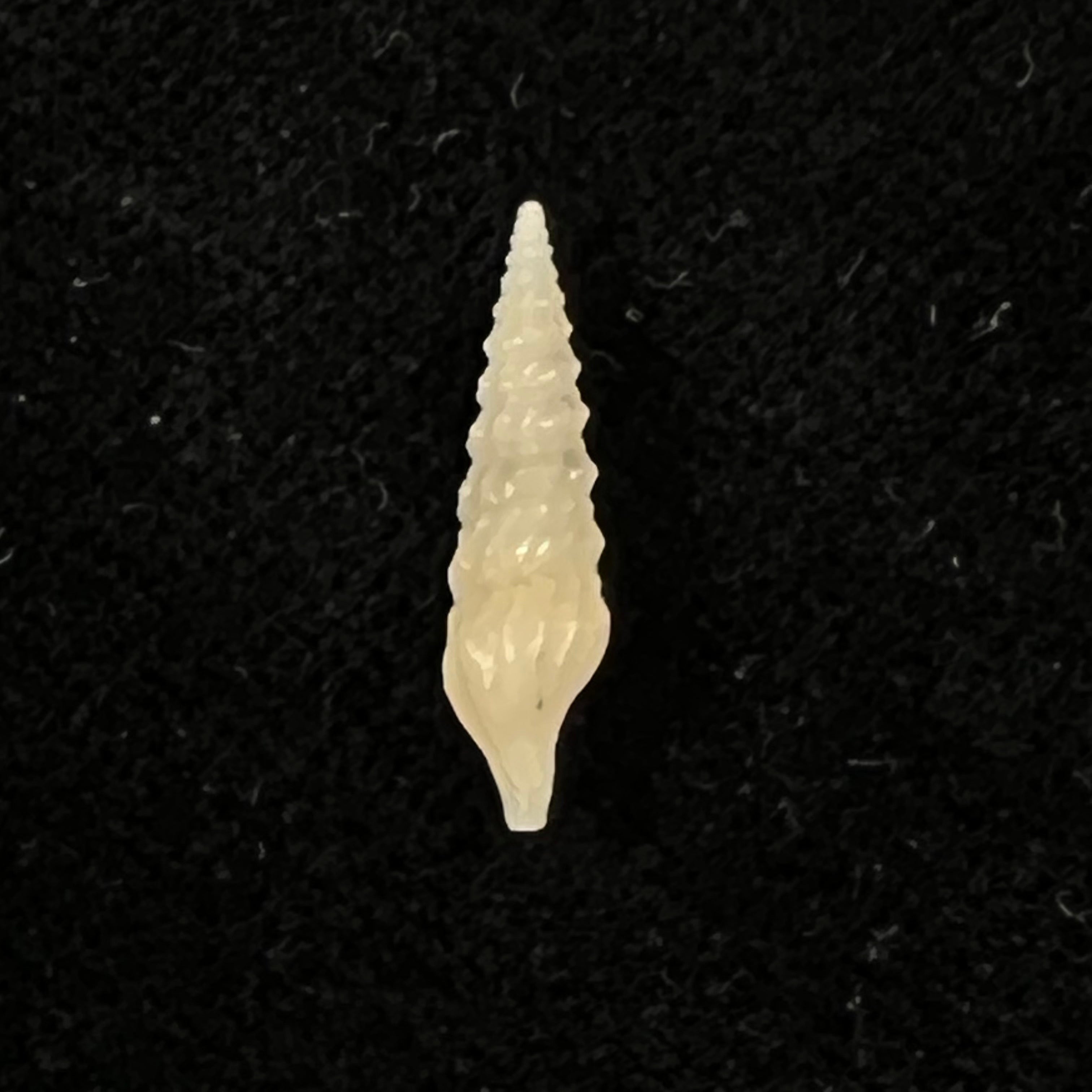 Drillia oleacina (Dall, 1881) - 17,4mm