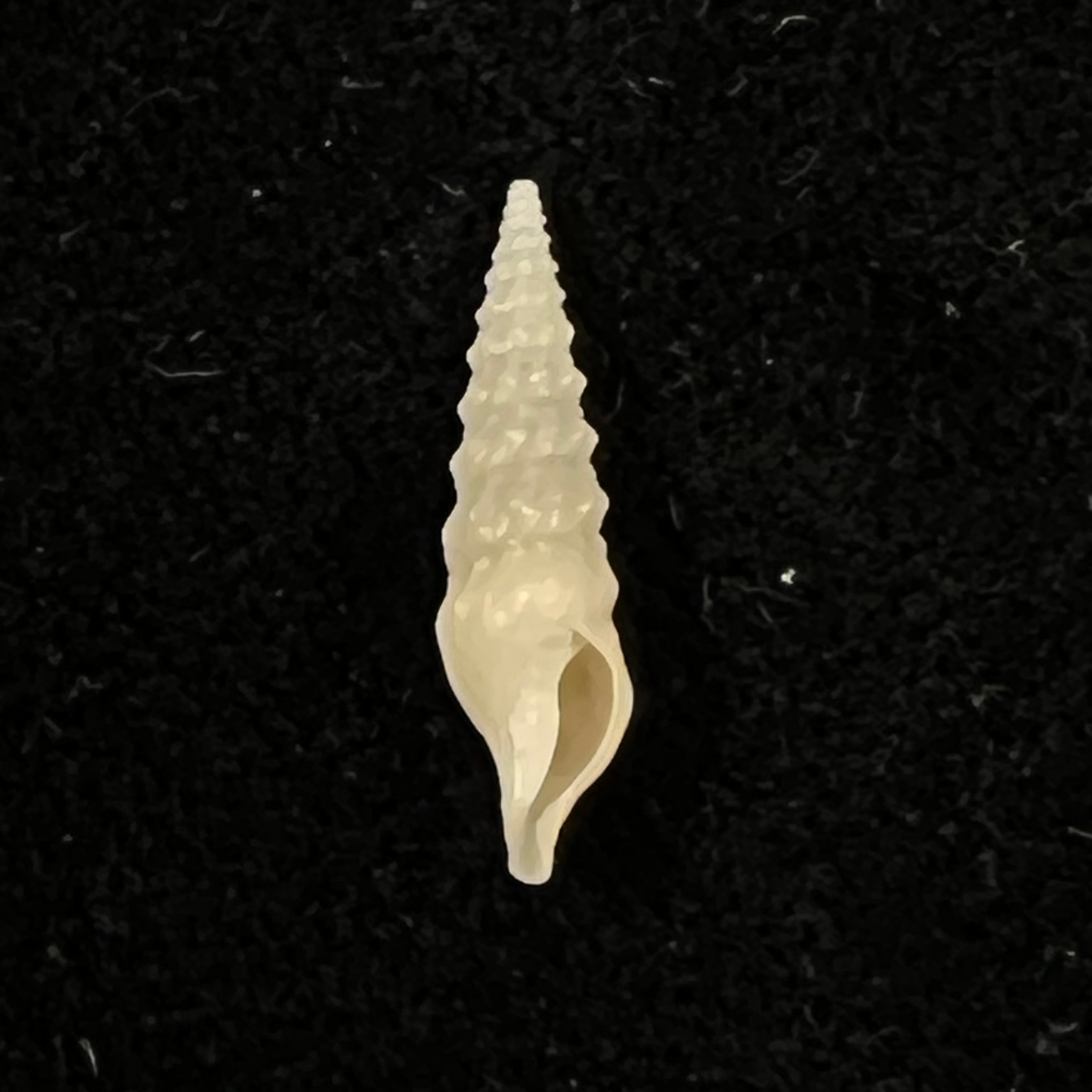 Drillia oleacina (Dall, 1881) - 17,4mm