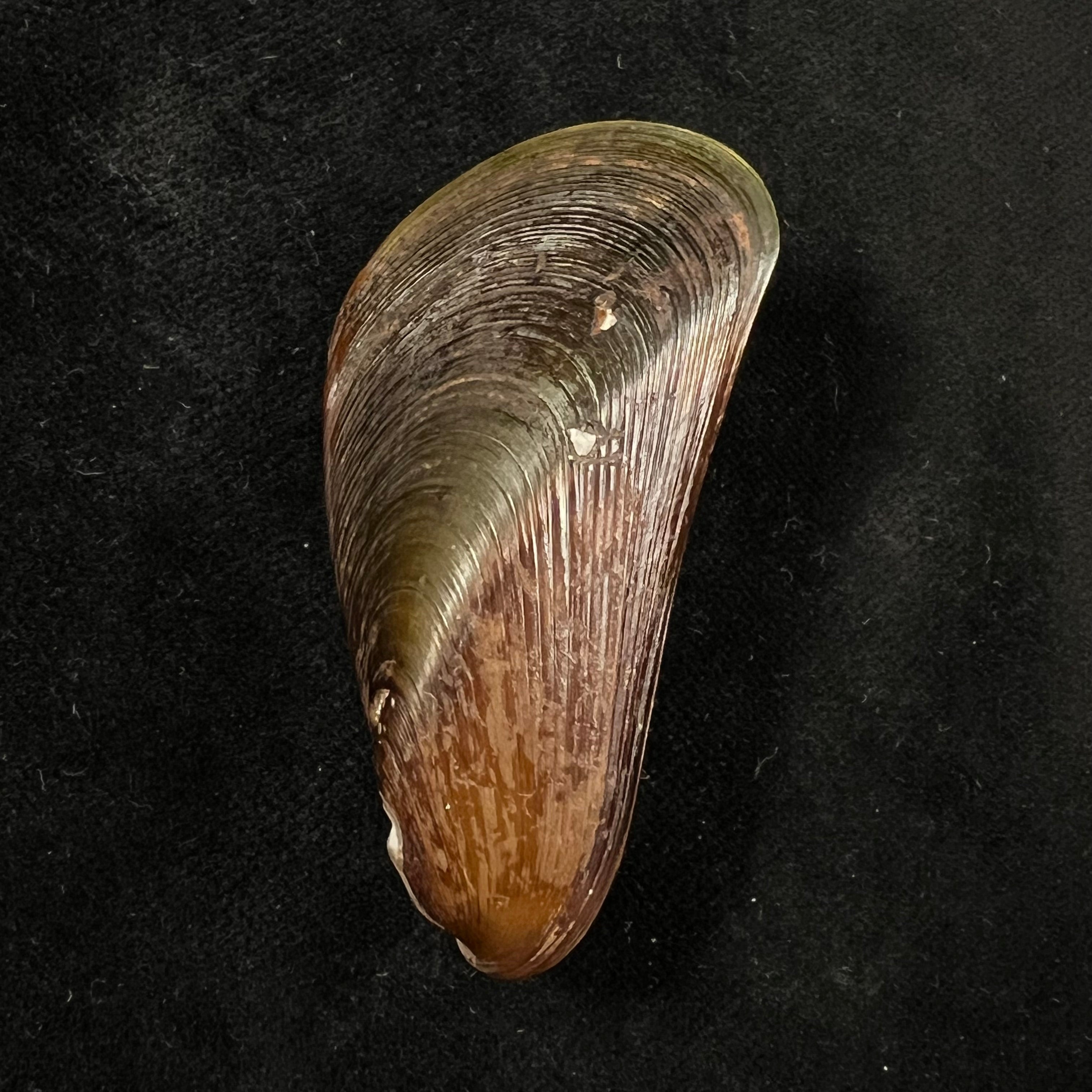 Mytella charruana (d'Orbigny, 1842) - 56,1mm