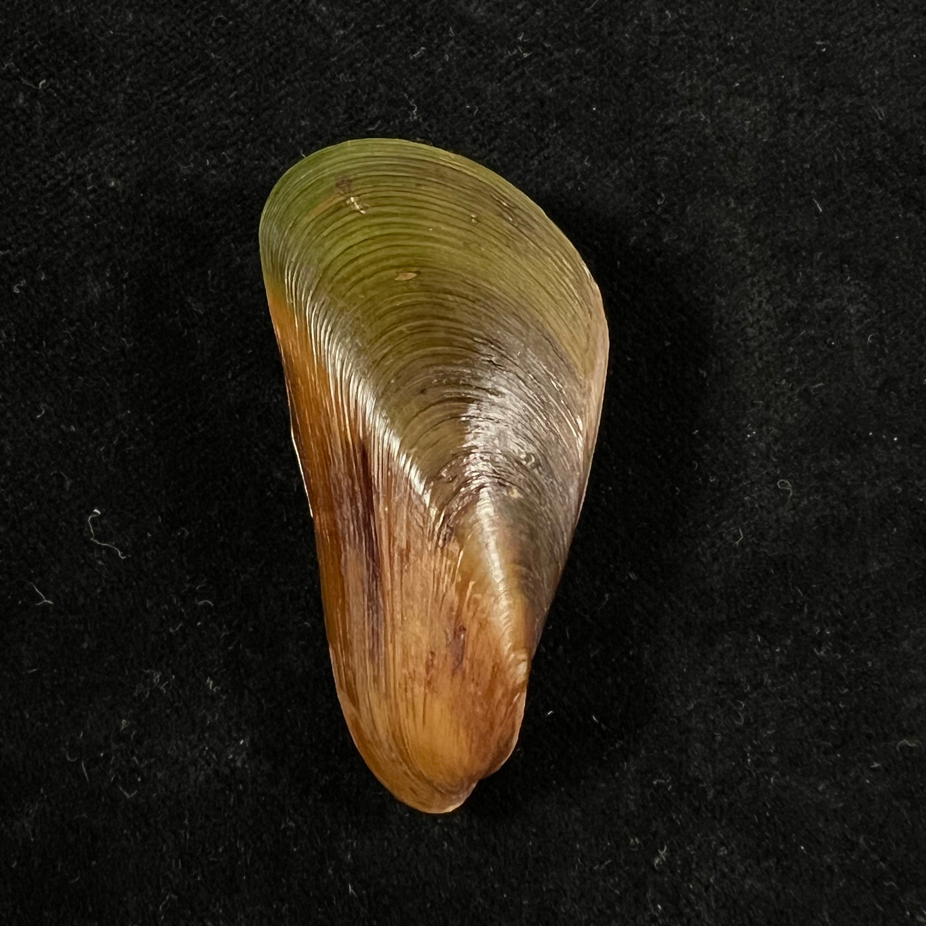 Mytella charruana (d'Orbigny, 1842) - 49,4mm