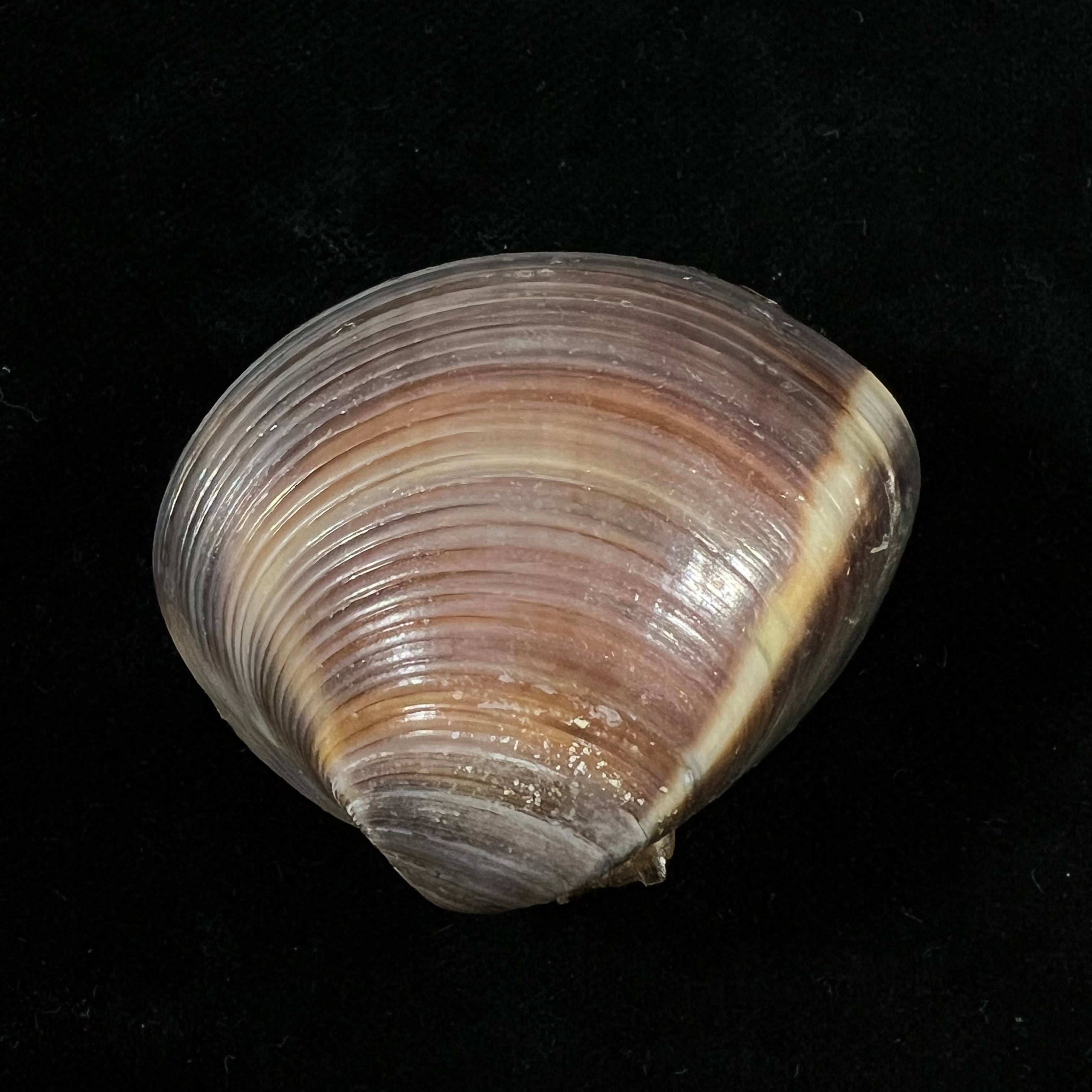 Meretrix lyrata (G. B. Sowerby II, 1851) - 42,2mm