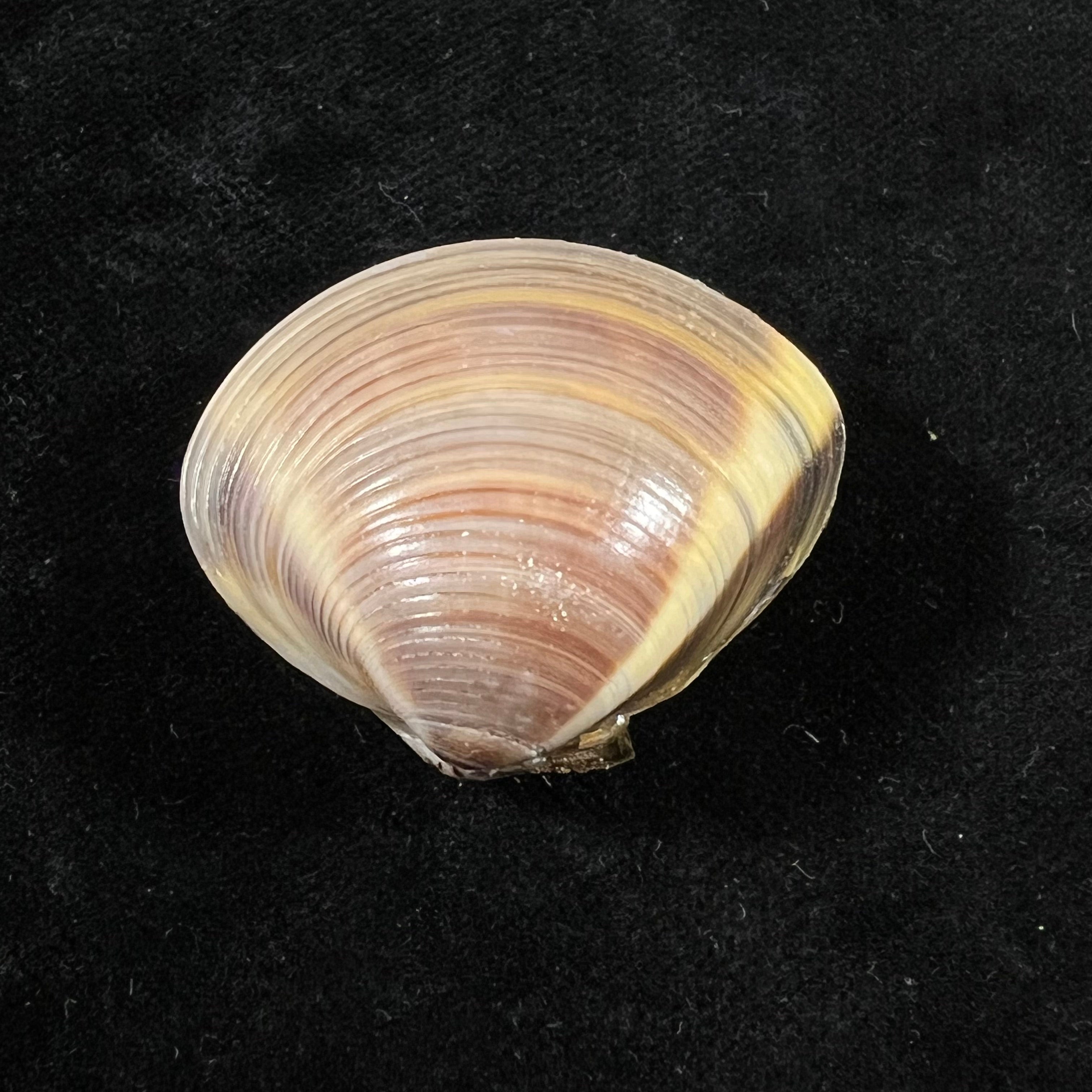 Meretrix lyrata (G. B. Sowerby II, 1851) - 36mm