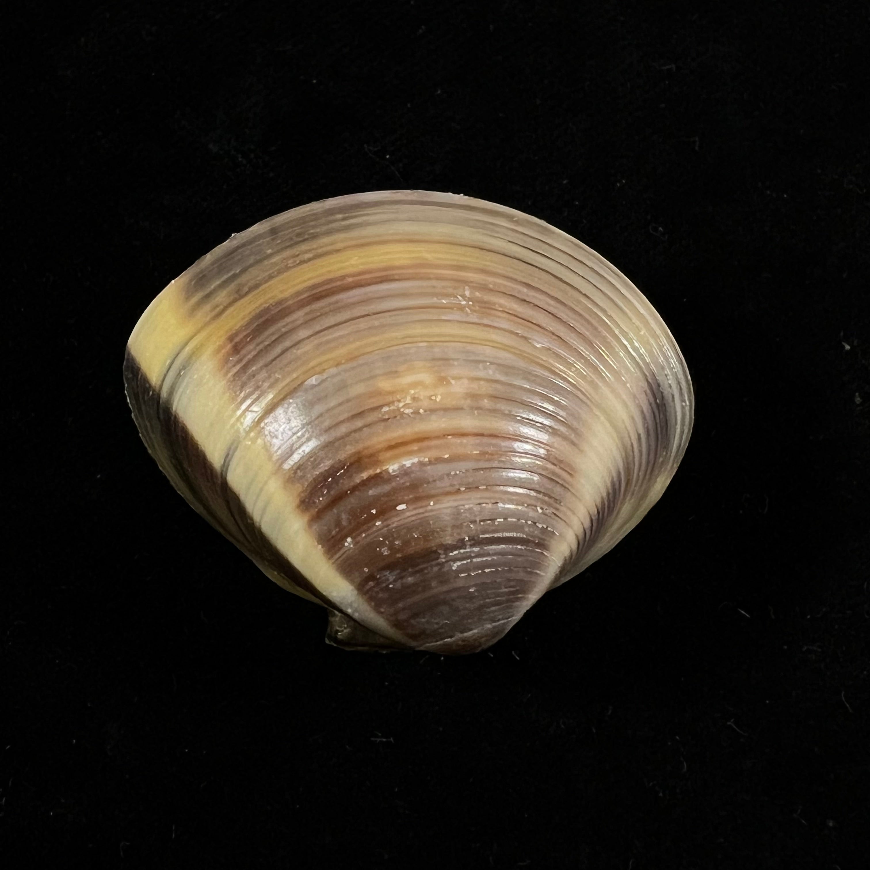 Meretrix lyrata (G. B. Sowerby II, 1851) - 36mm