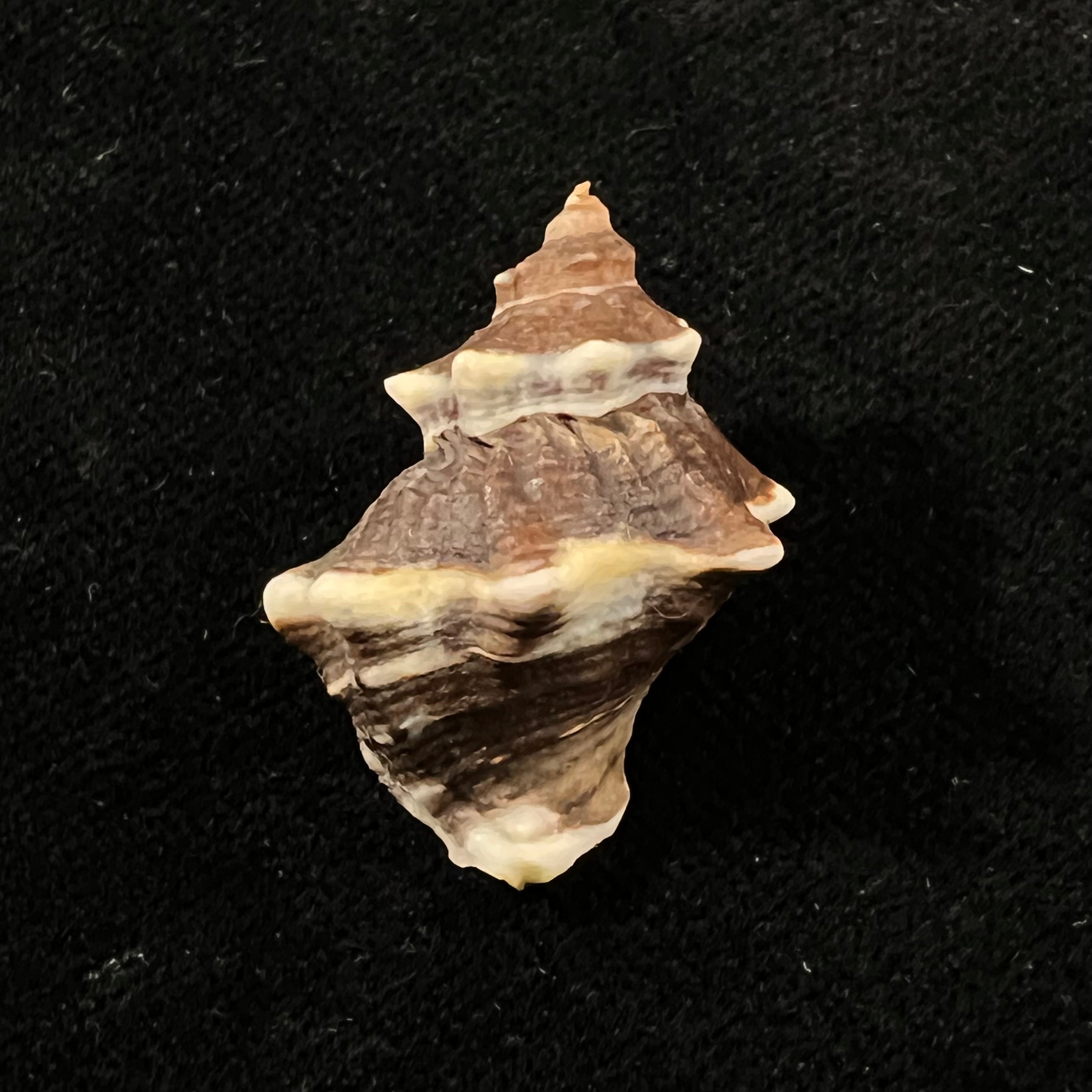 Thaisella kiosquiformis (Duclos, 1832) - 28,5mm