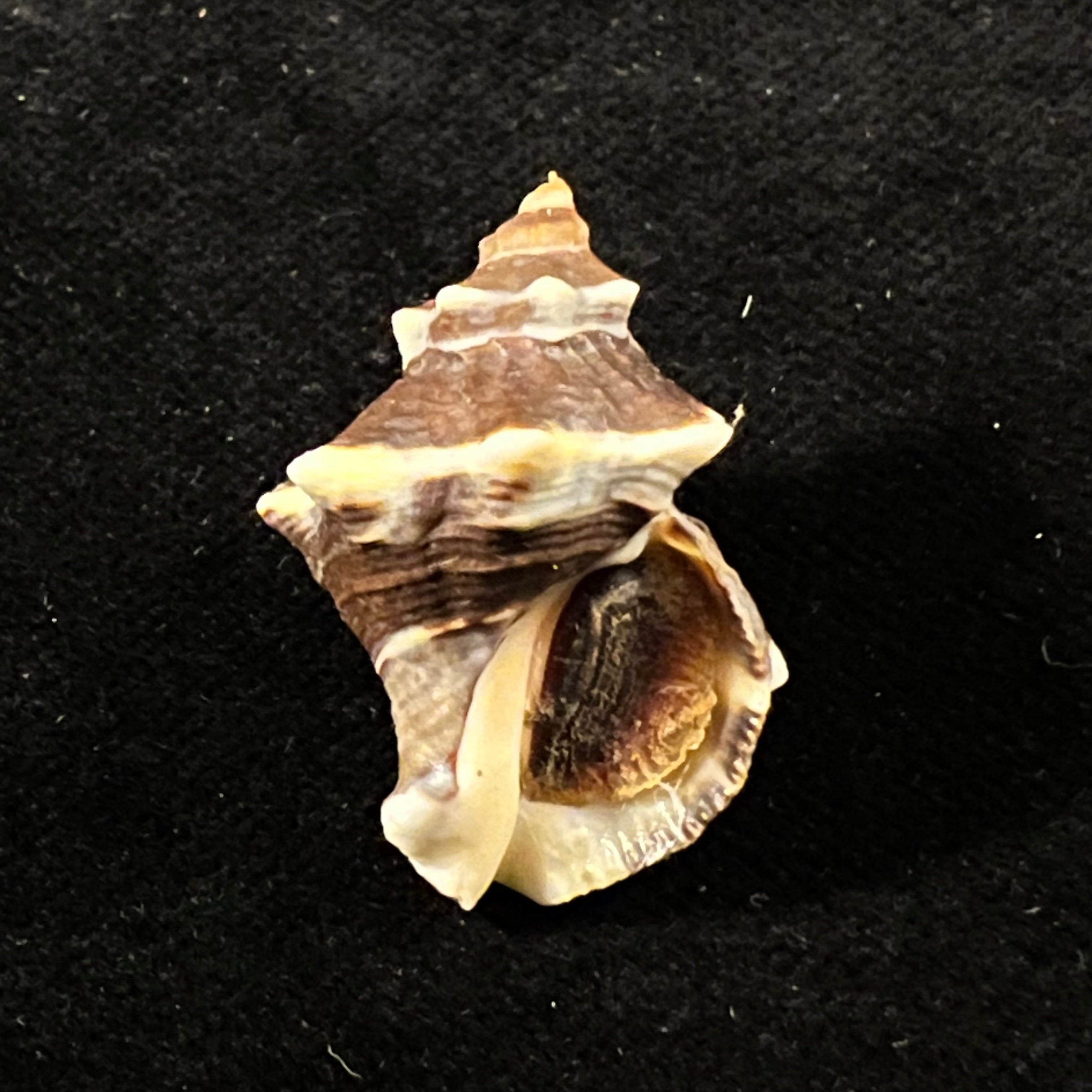 Thaisella kiosquiformis (Duclos, 1832) - 28,5mm