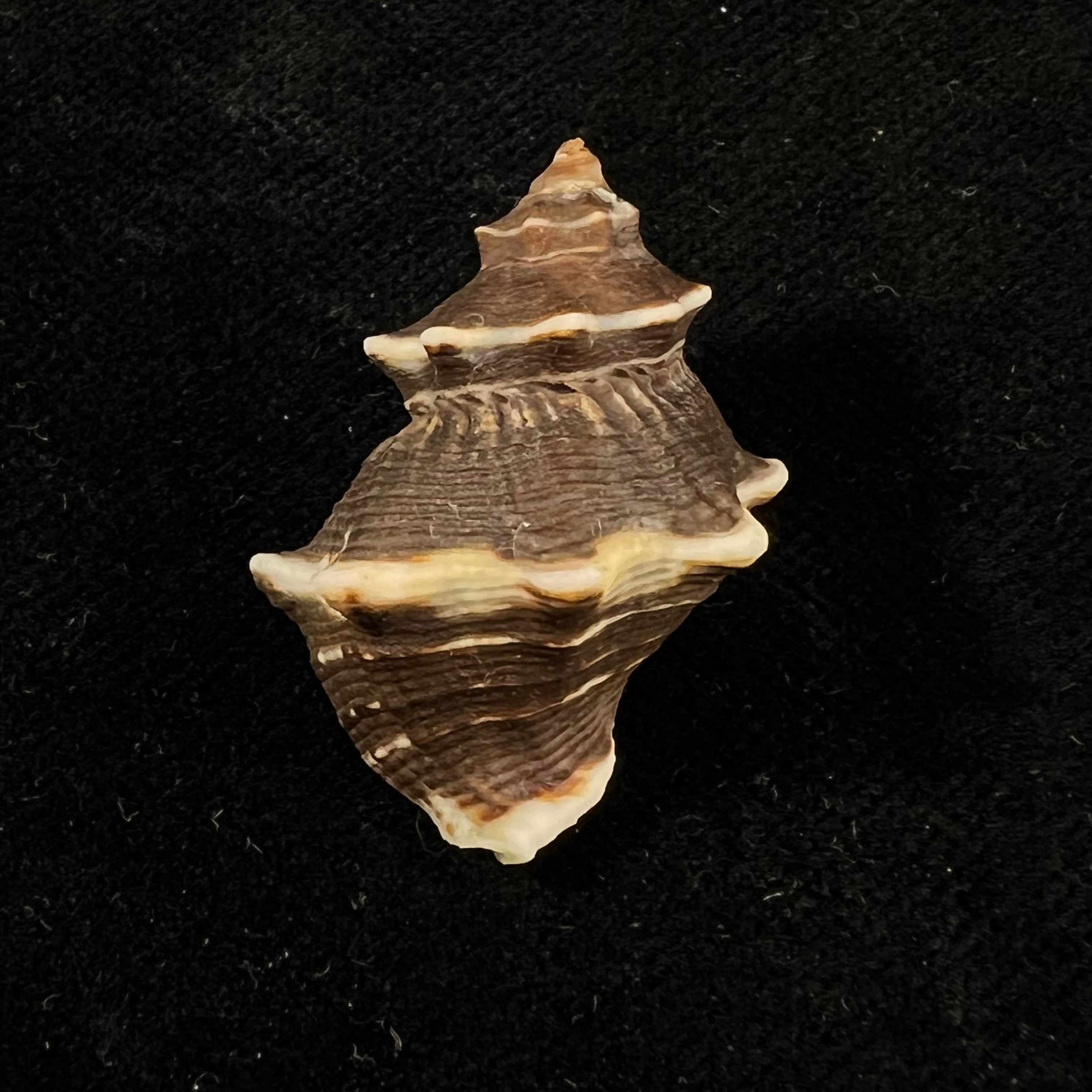 Thaisella kiosquiformis (Duclos, 1832) - 29,9mm