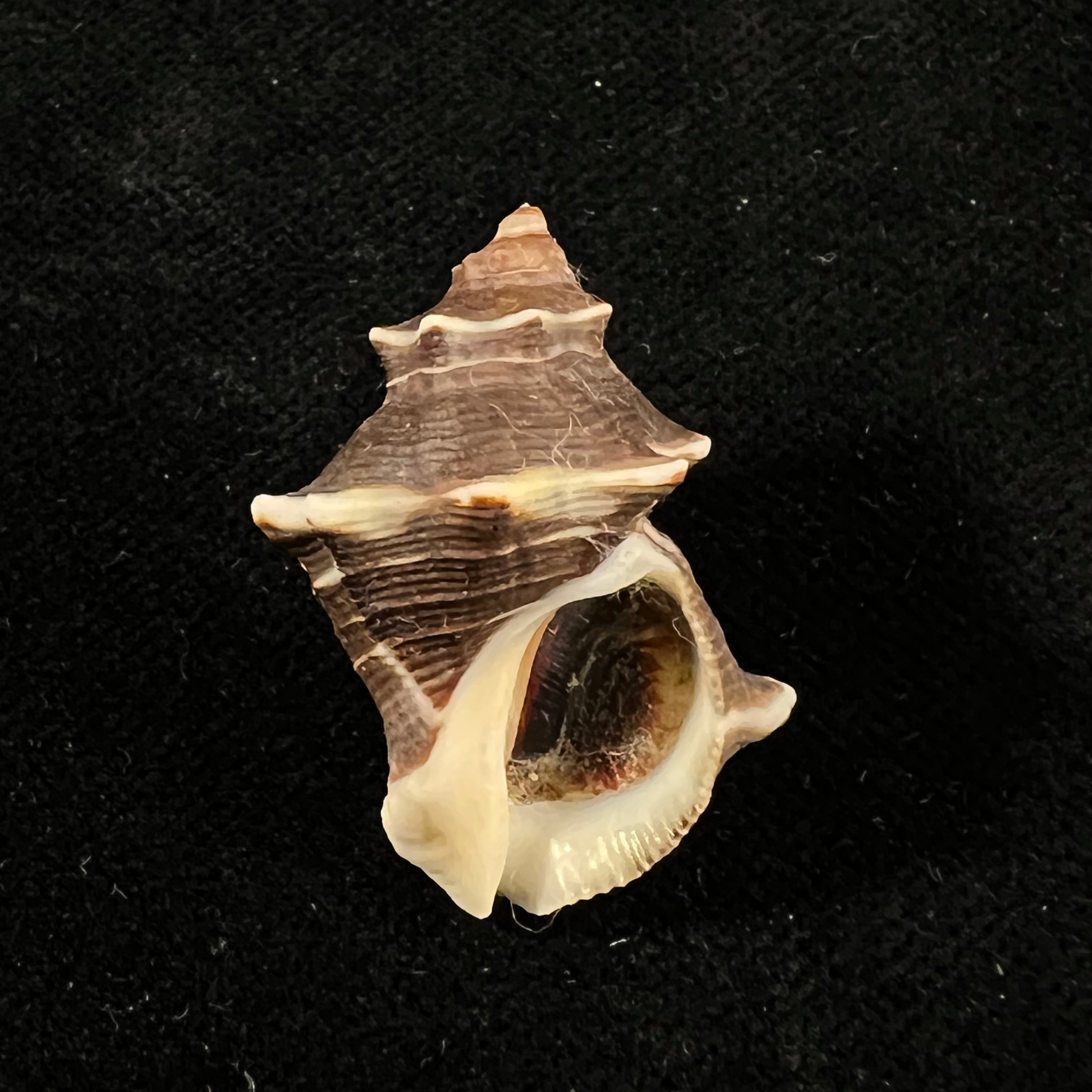 Thaisella kiosquiformis (Duclos, 1832) - 29,9mm