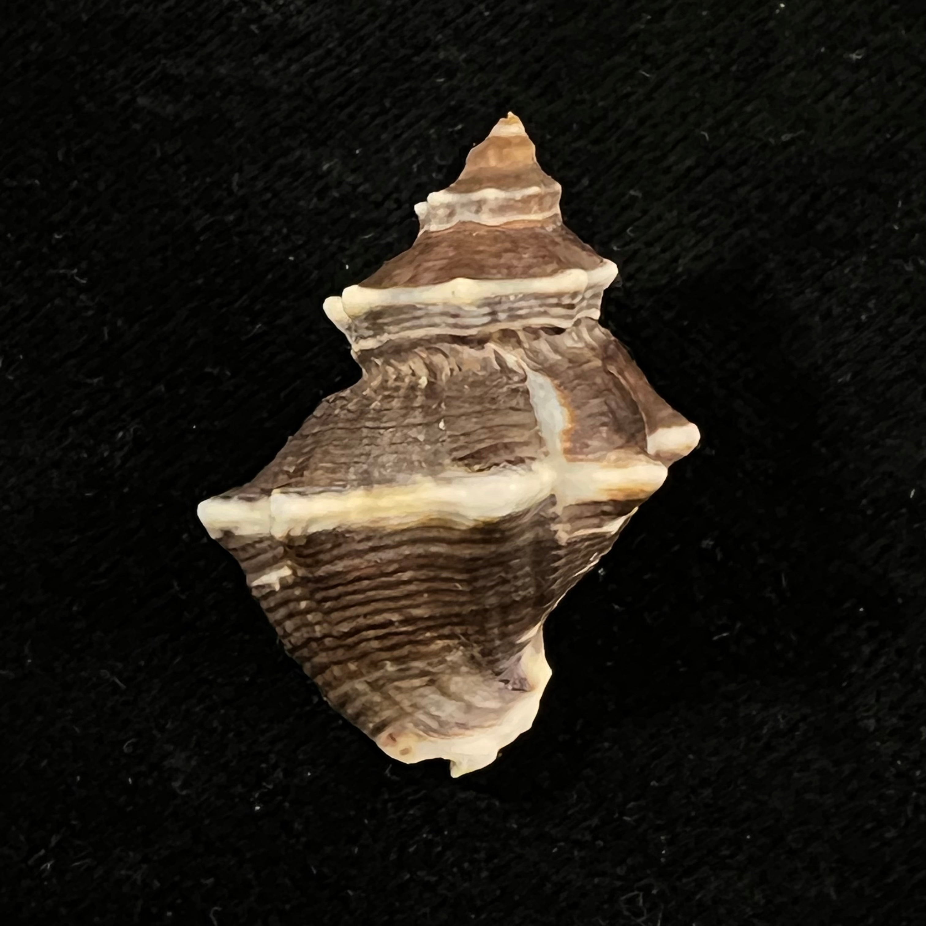 Thaisella kiosquiformis (Duclos, 1832) - 32,3mm