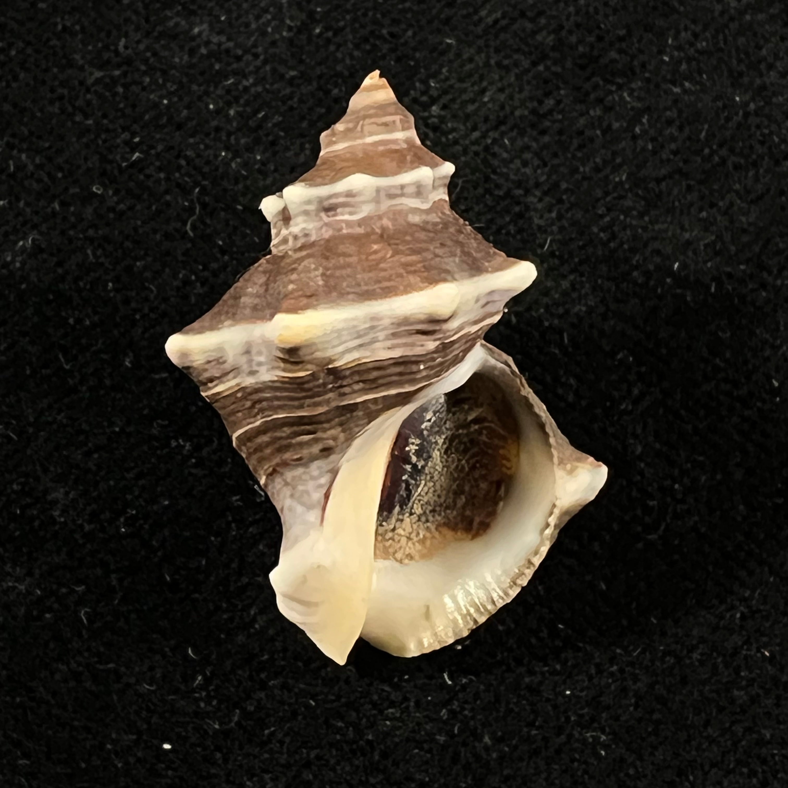 Thaisella kiosquiformis (Duclos, 1832) - 32,3mm