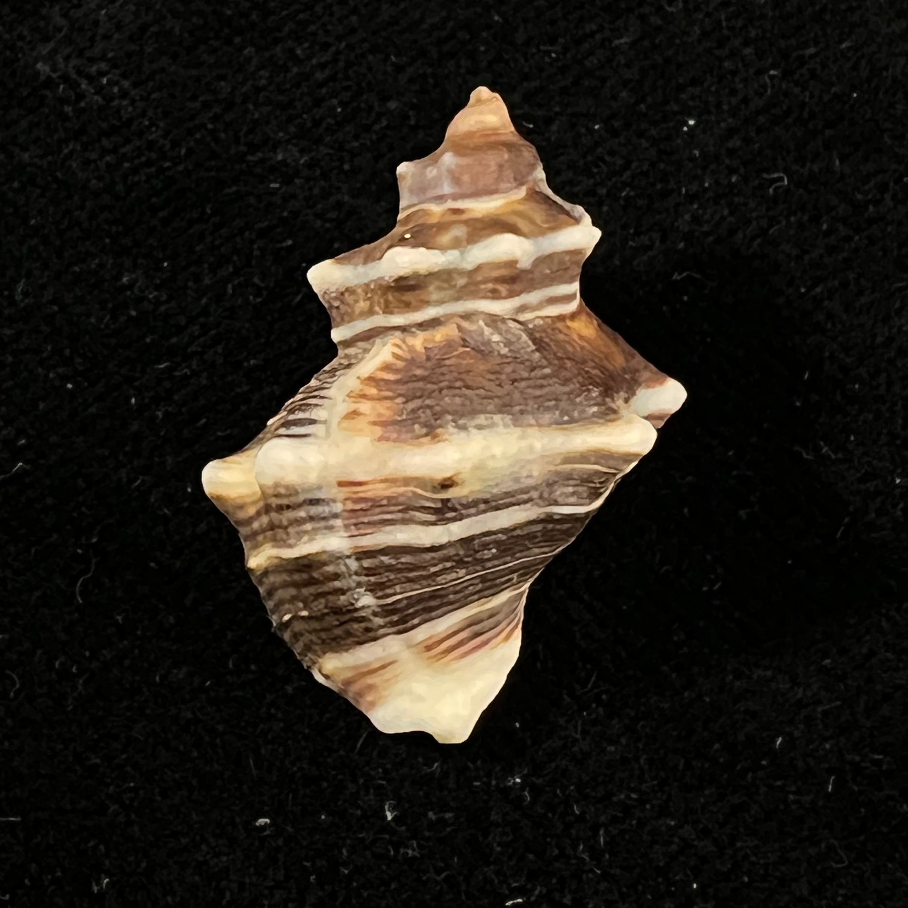 Thaisella kiosquiformis (Duclos, 1832) - 27,4mm