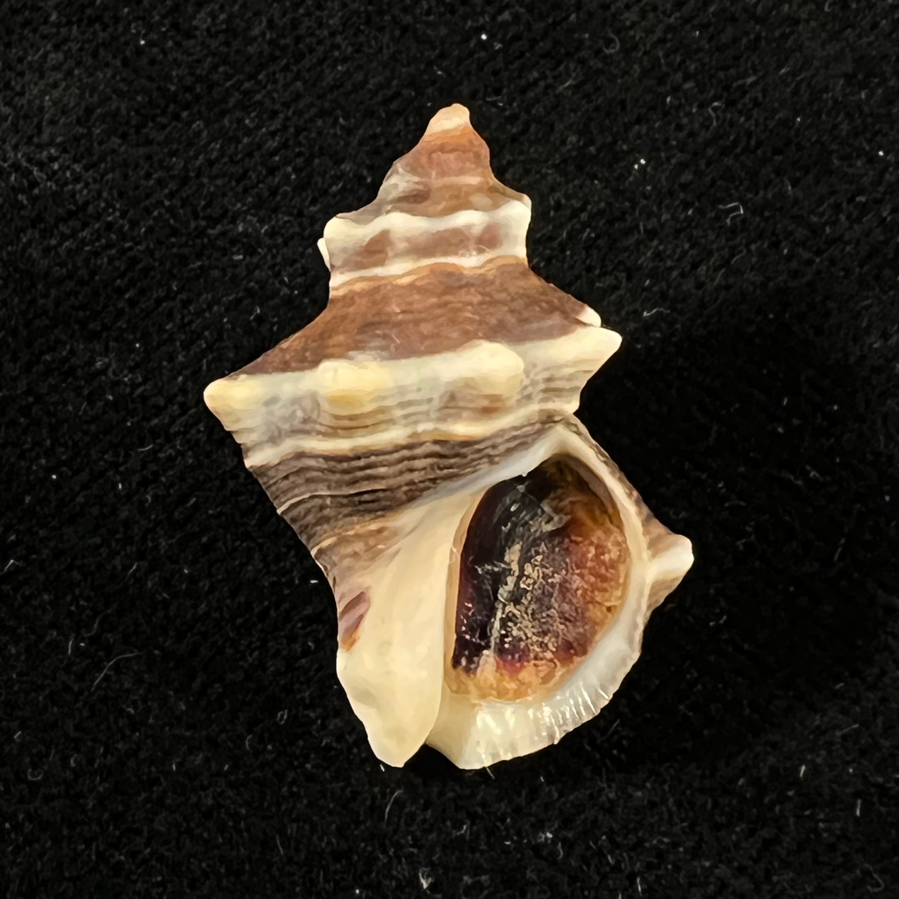 Thaisella kiosquiformis (Duclos, 1832) - 27,4mm