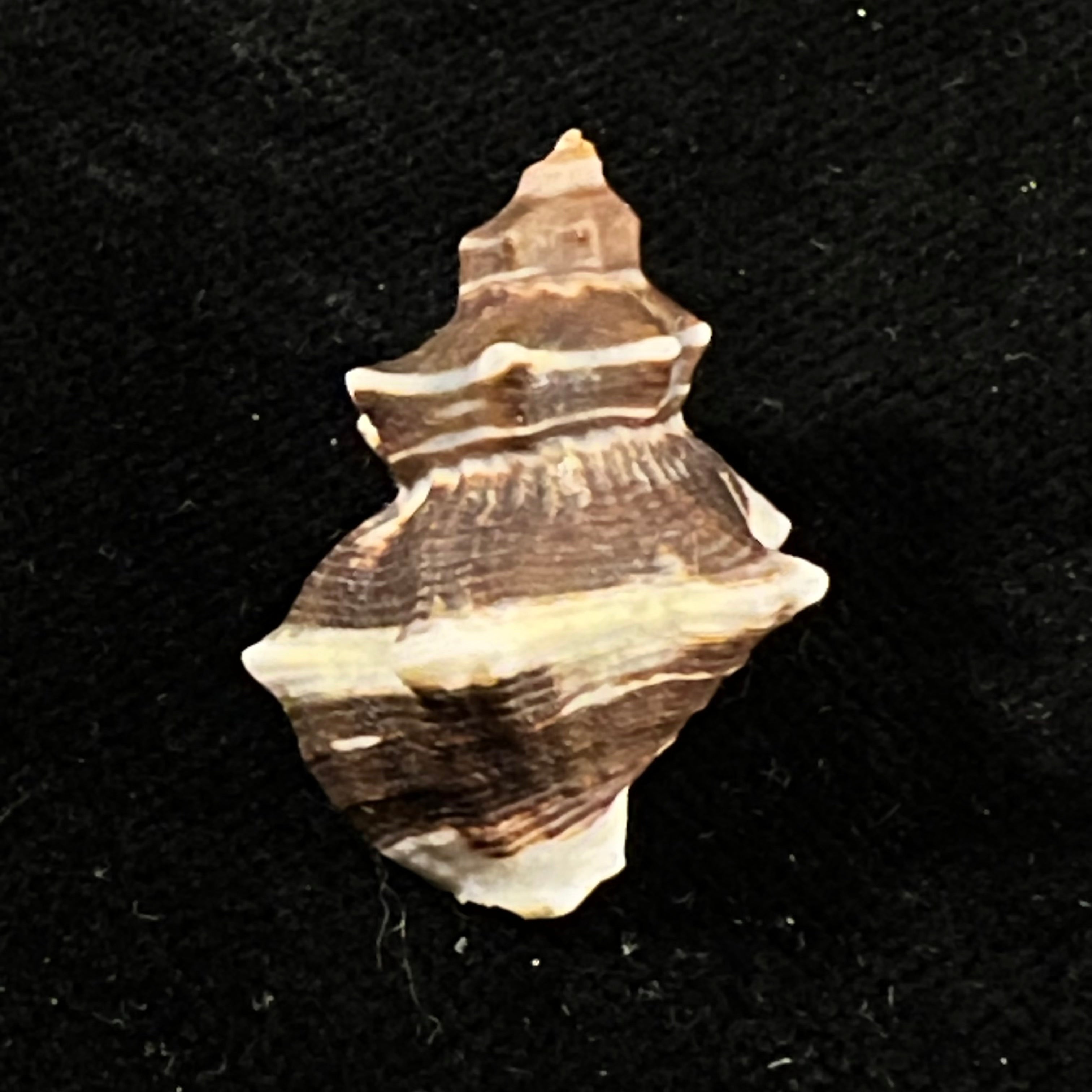 Thaisella kiosquiformis (Duclos, 1832) - 26,7mm